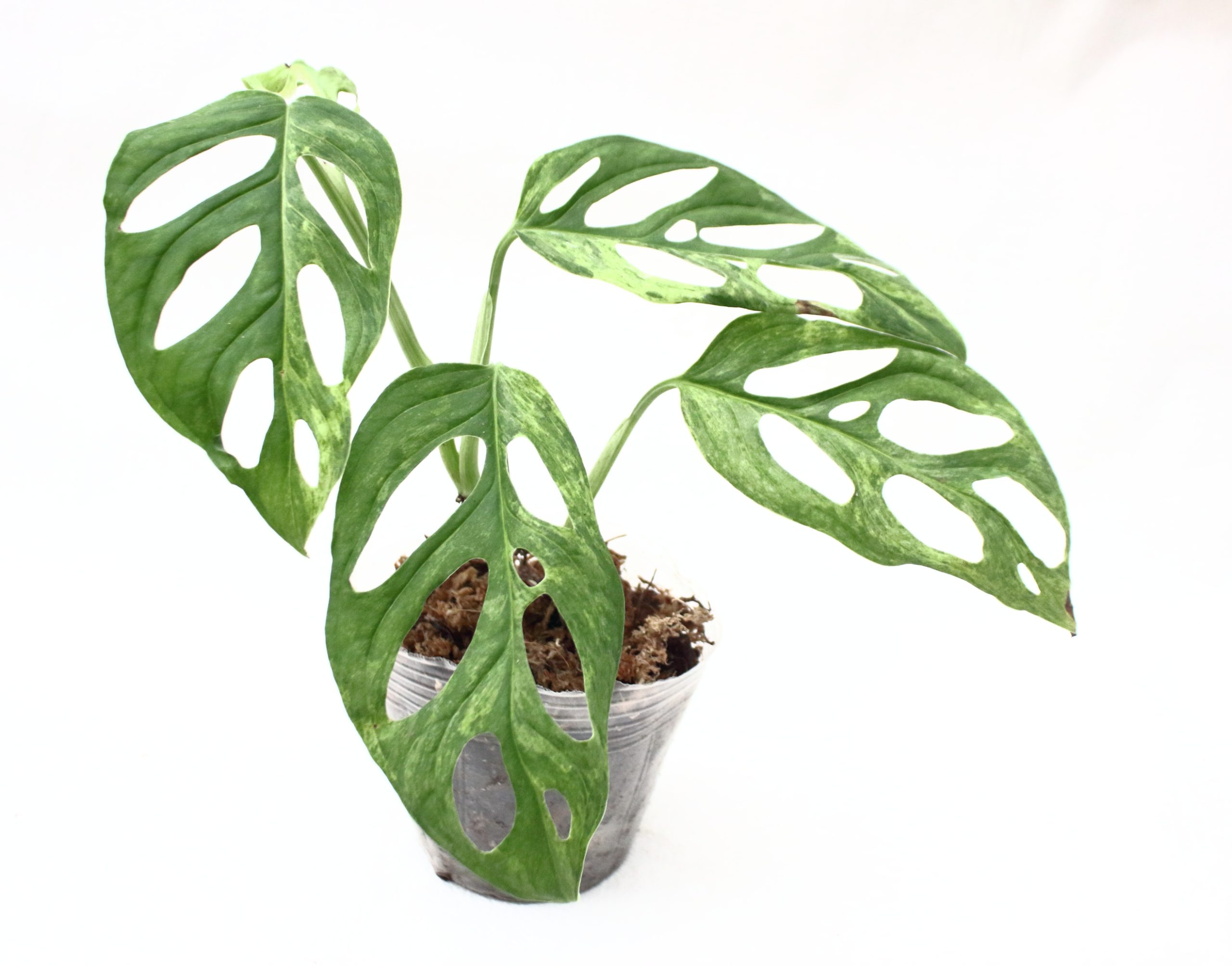 Monstera Adansonii Mint