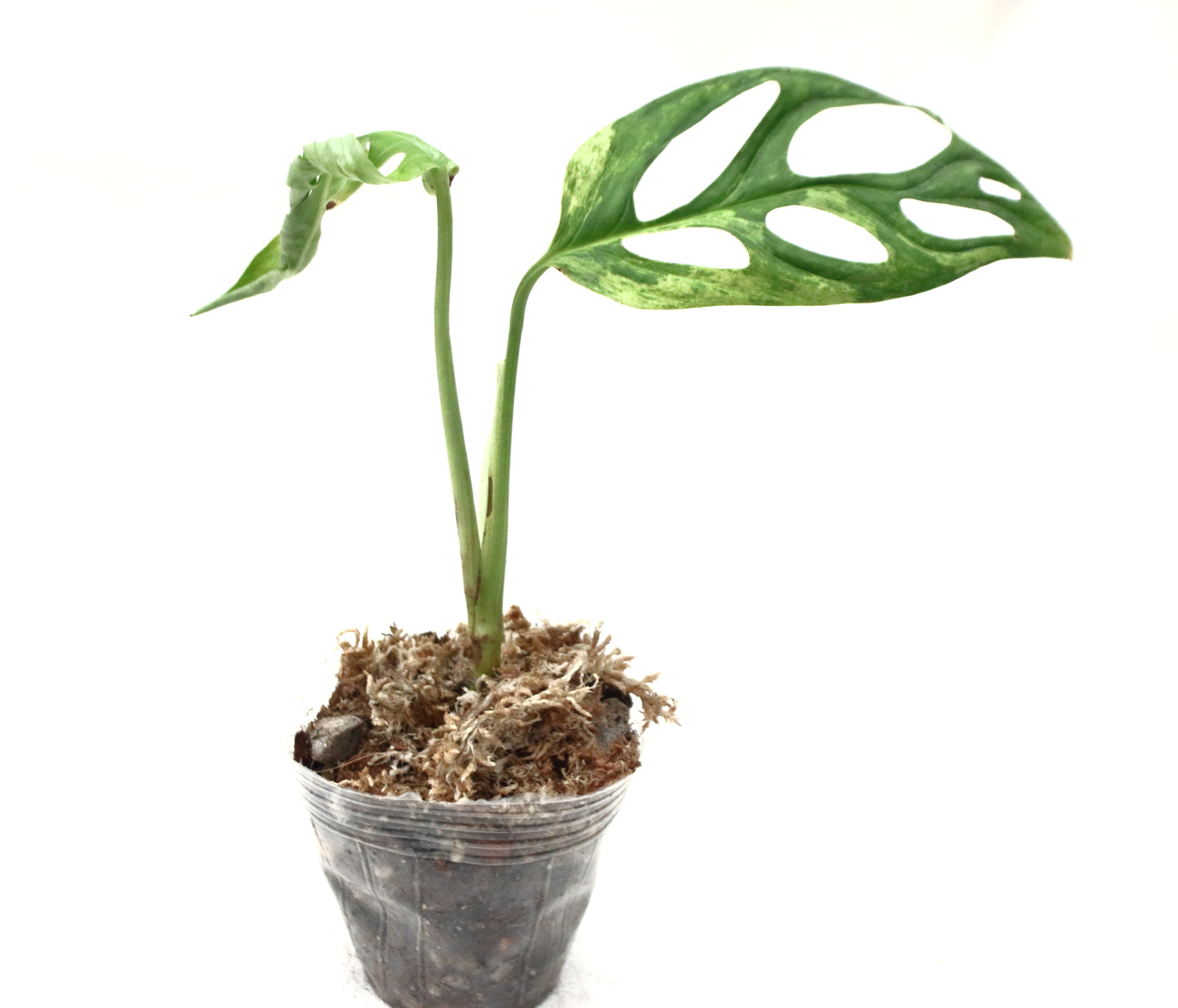 Monstera Adansonii Mint