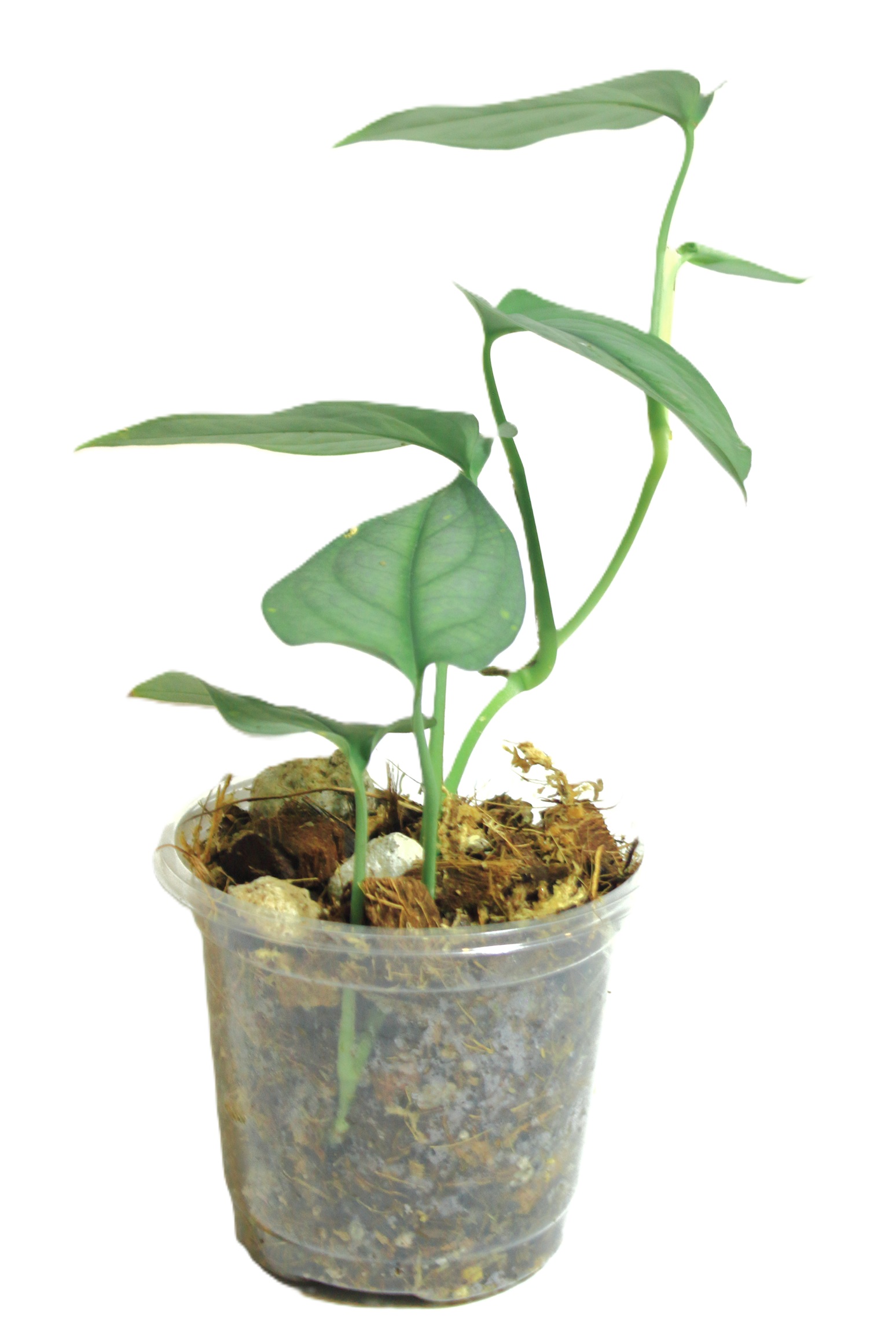 Scindapsus Lucens - Imagen 2