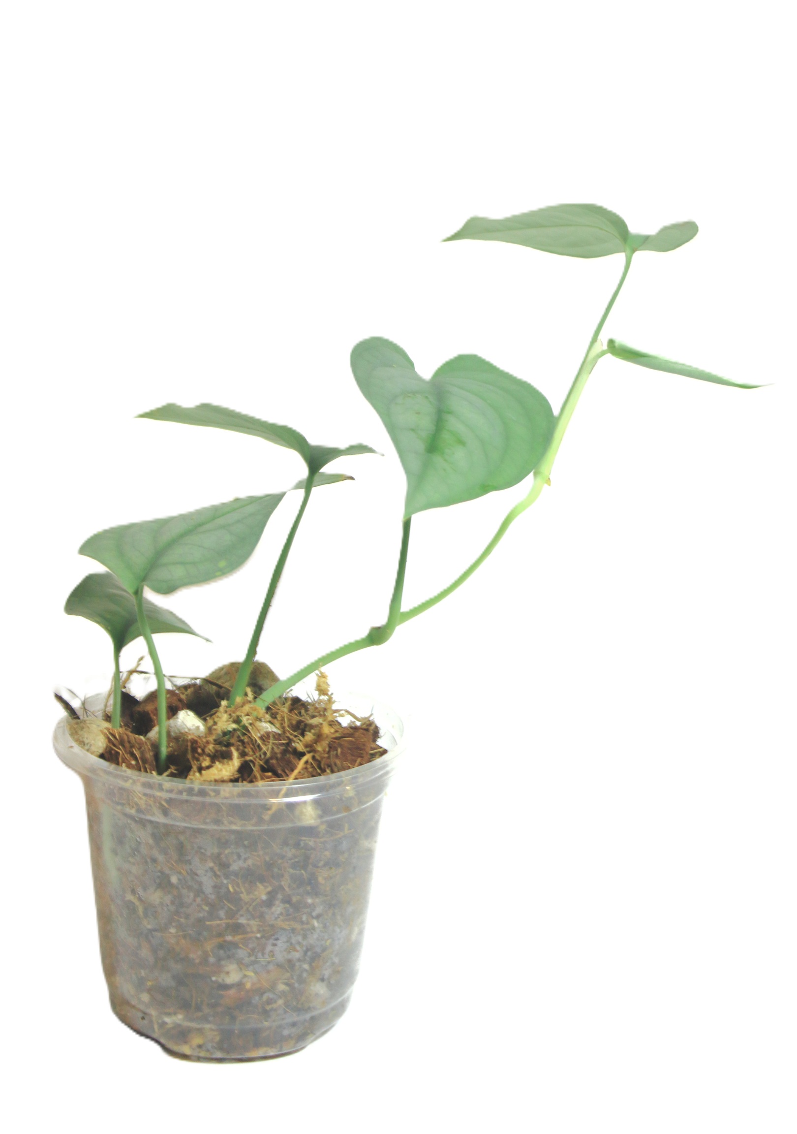 Scindapsus Lucens - Imagen 3