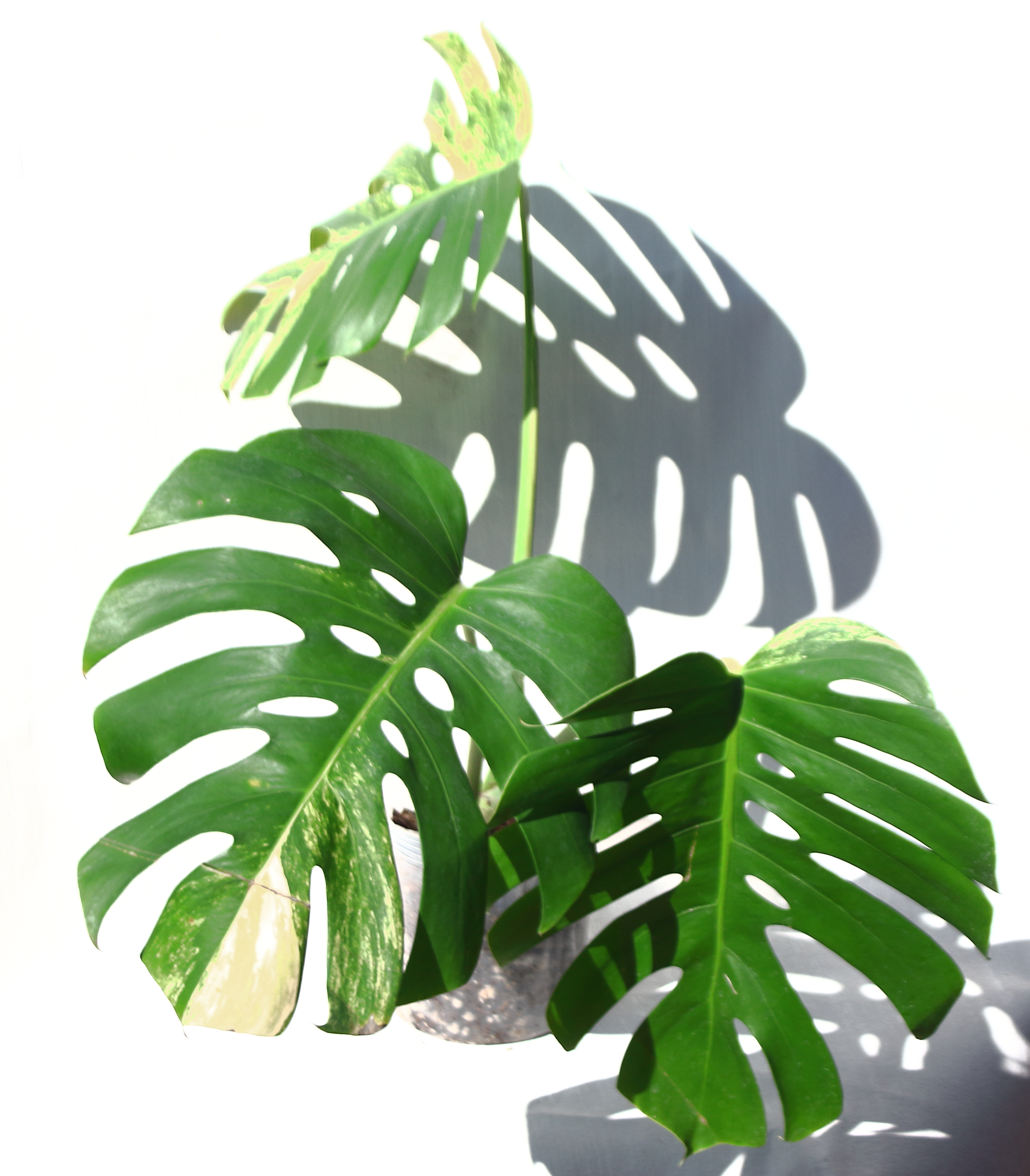 Monstera Aurea