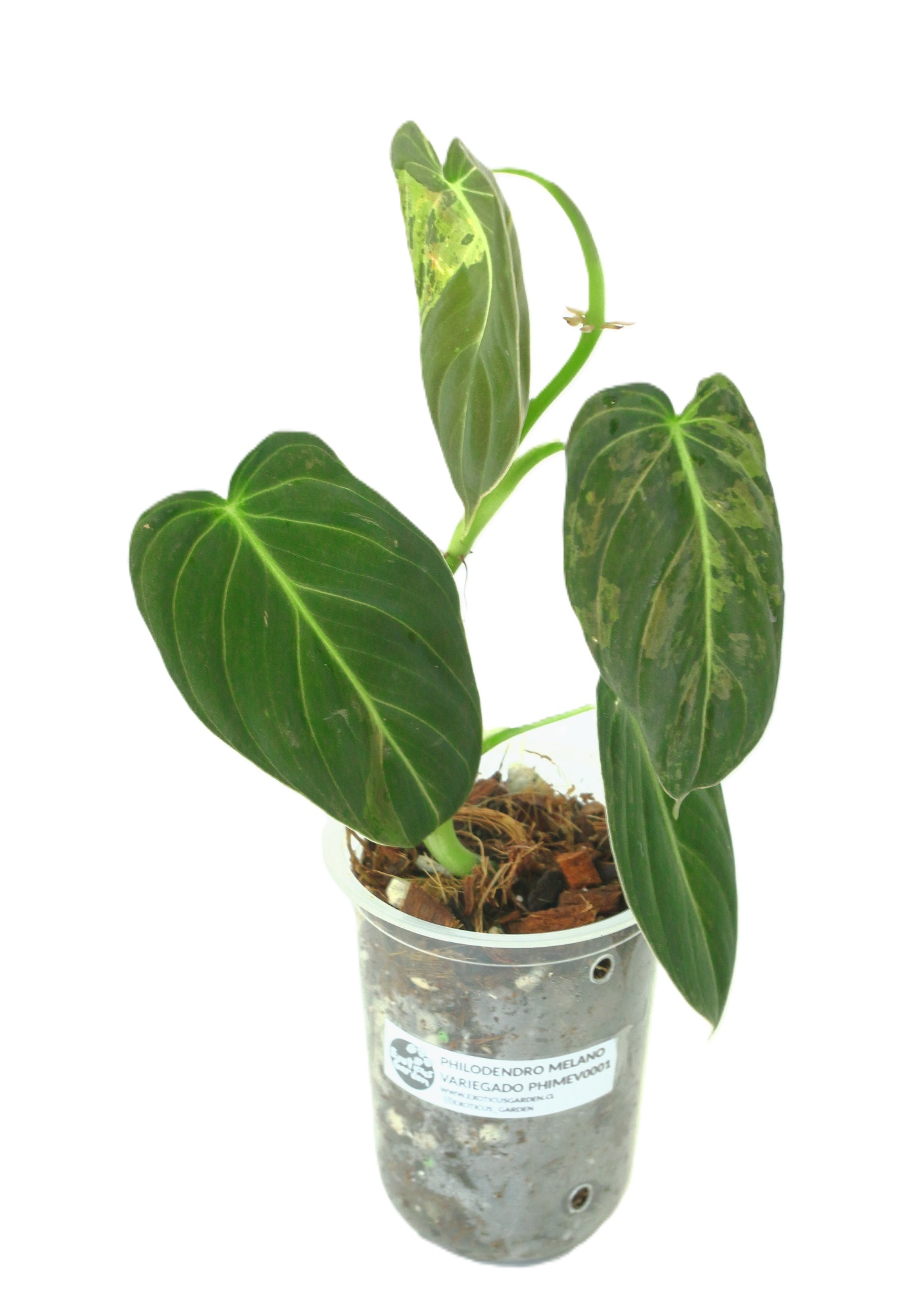 Philodendro Melanochrysum Variegado