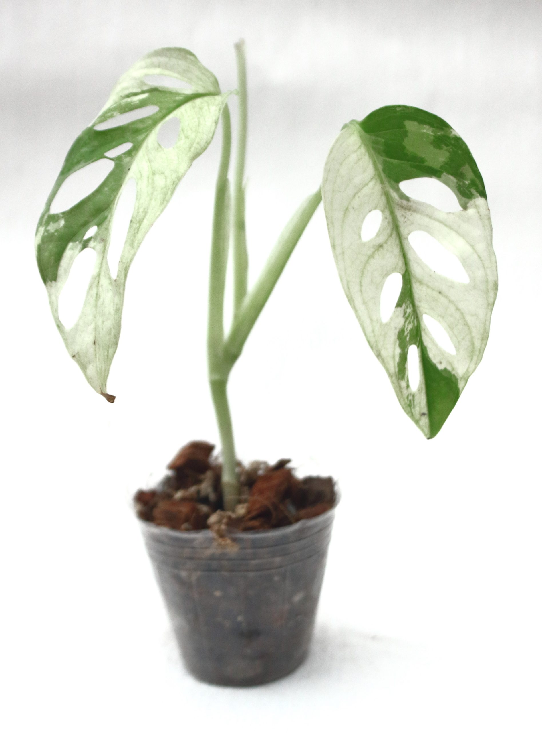 Monstera Adansonii Japan