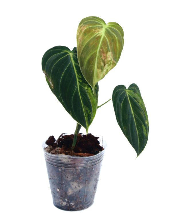 Philodendro Melanochrysum Variegado - Imagen 2