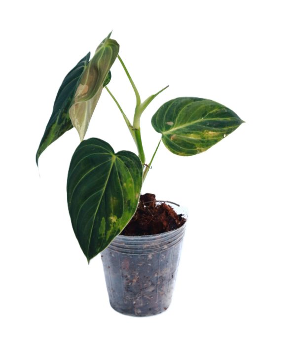 Philodendro Melanochrysum Variegado - Imagen 3