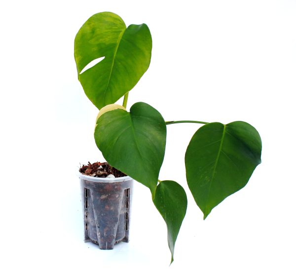 Monstera Aurea