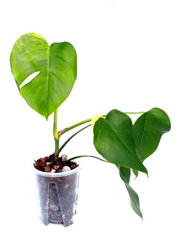 Monstera Aurea - Imagen 2