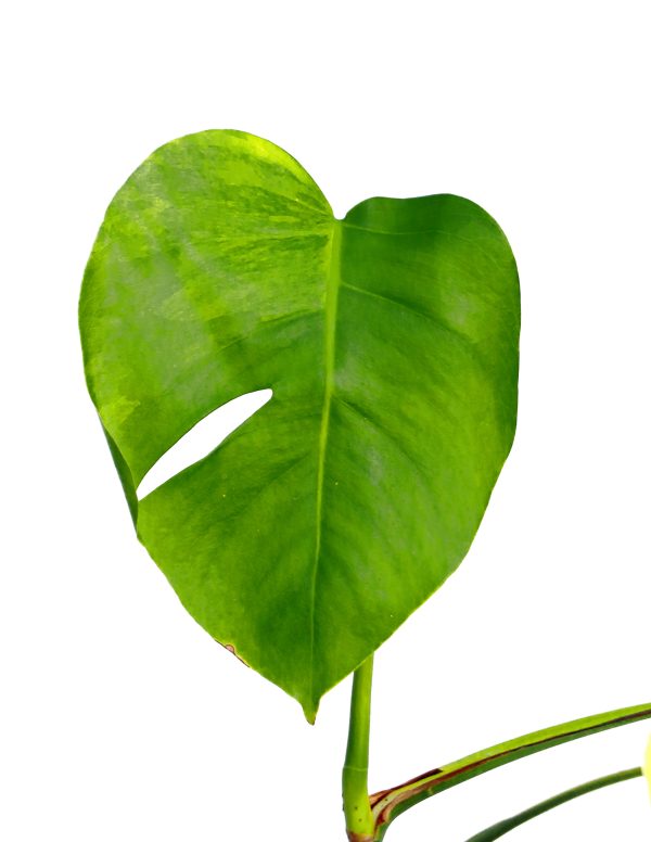 Monstera Aurea - Imagen 3
