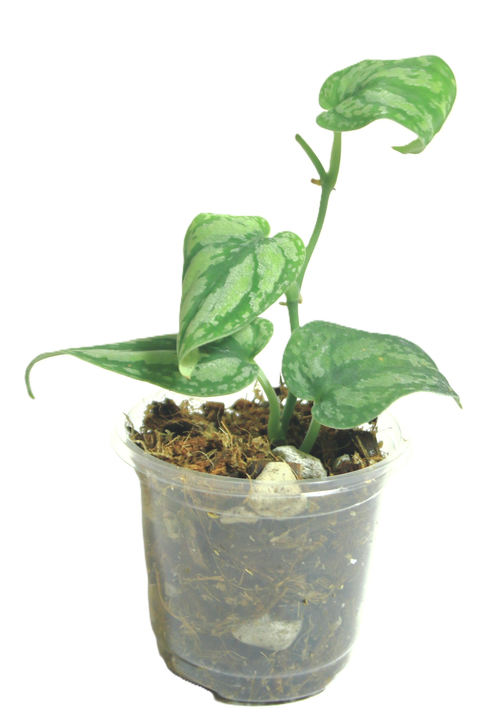 Scindapsus Tricolor Borneo - Imagen 5