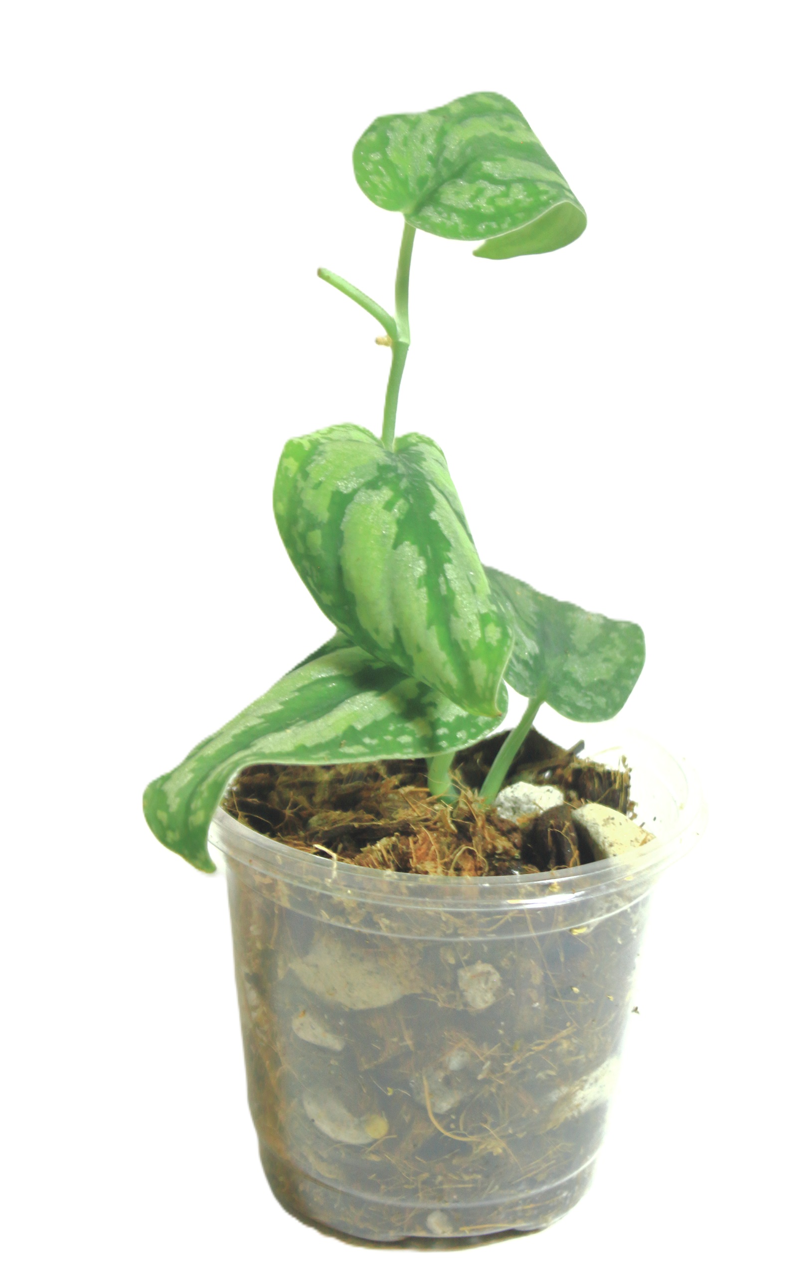 Scindapsus Tricolor Borneo