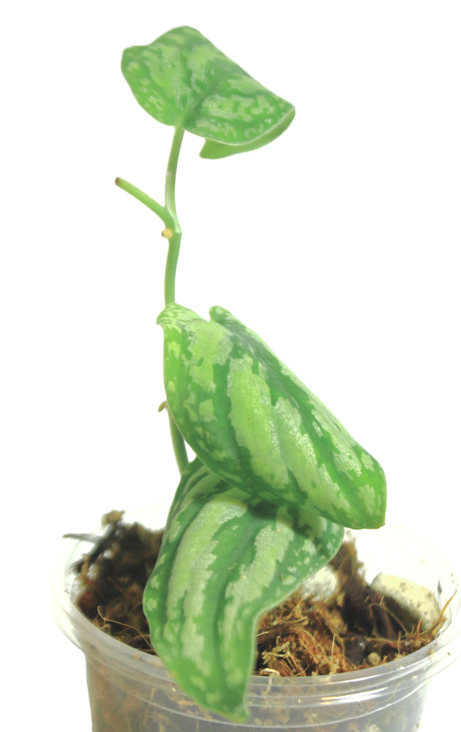 Scindapsus Tricolor Borneo - Imagen 3