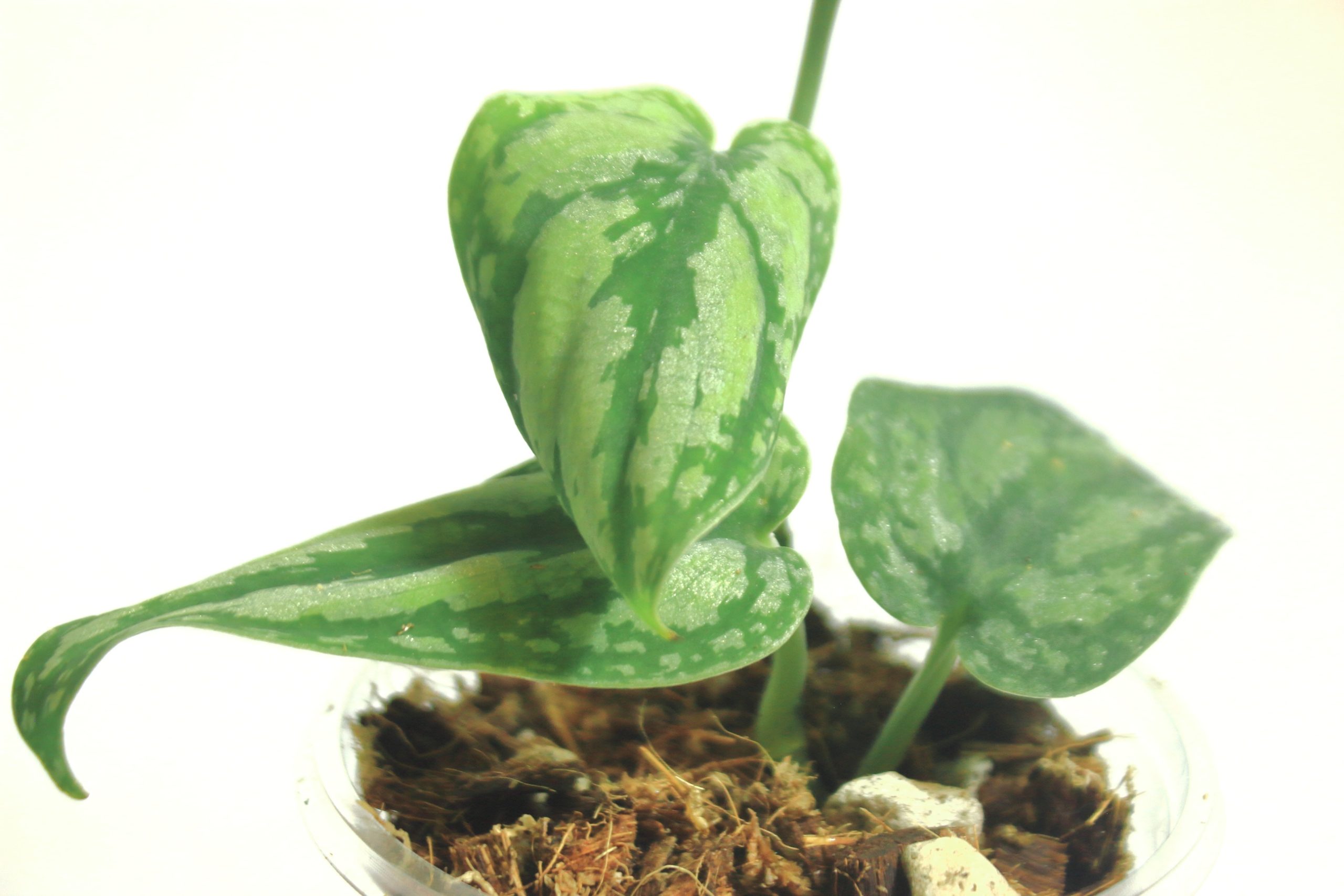 Scindapsus Tricolor Borneo - Imagen 2