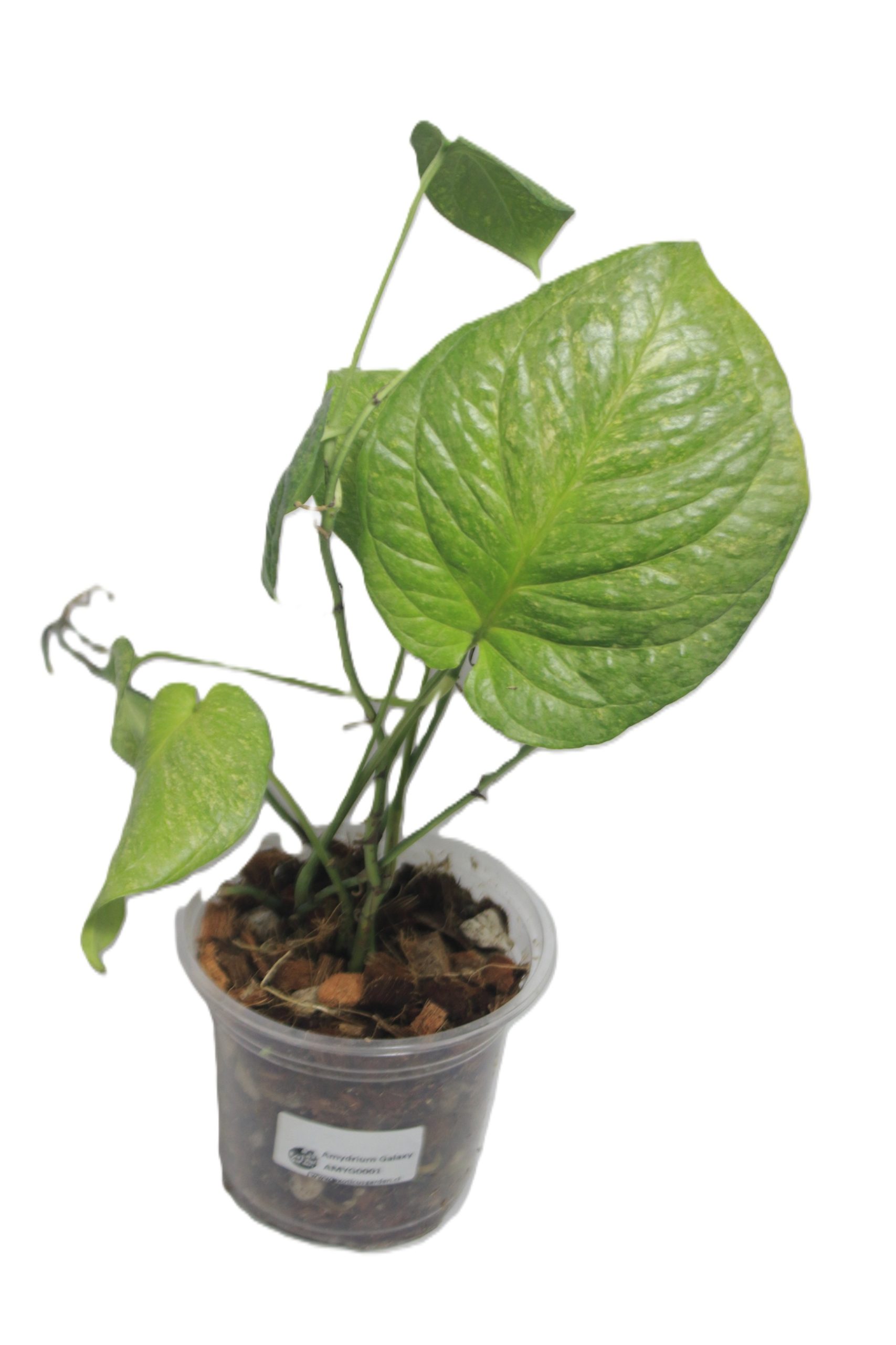 Philodendron Amydrium Galaxy - Imagen 3