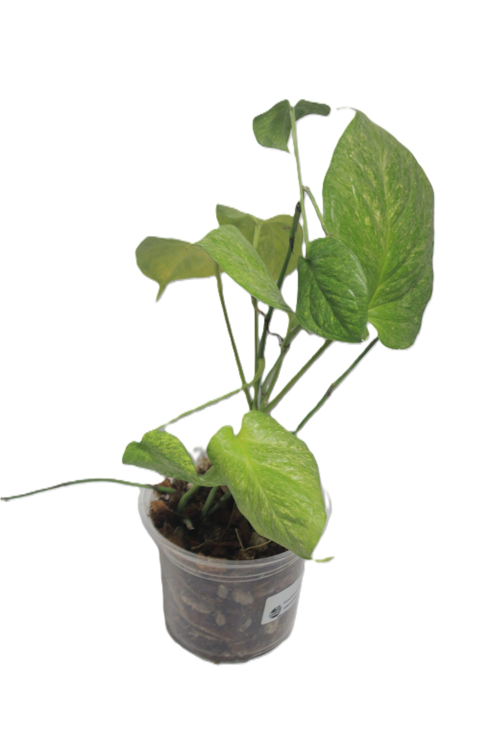 Philodendron Amydrium Galaxy - Imagen 2