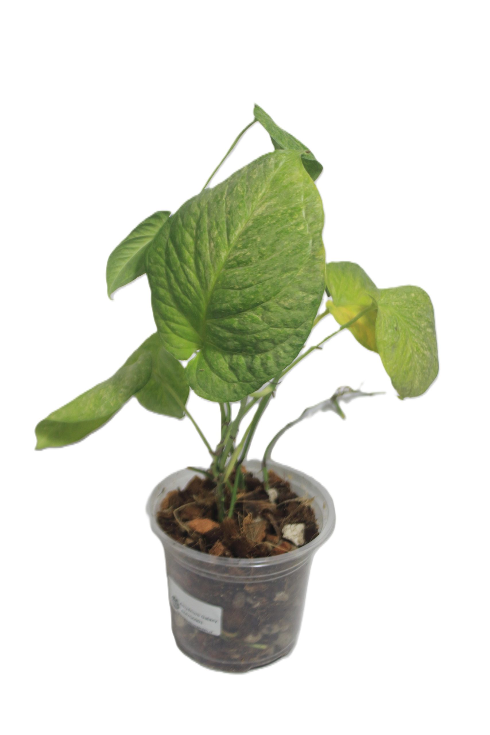 Philodendron Amydrium Galaxy