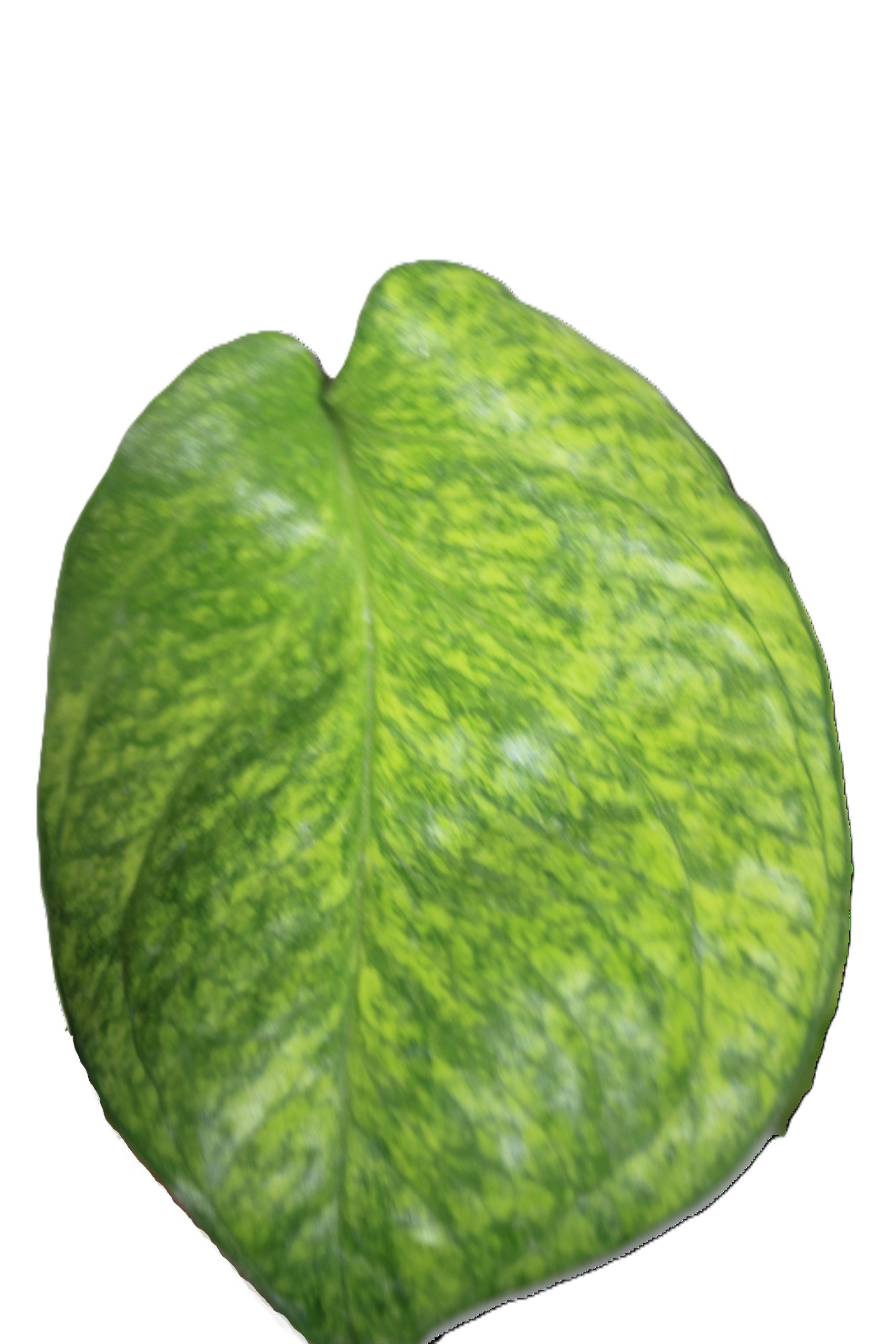 Philodendron Amydrium Galaxy - Imagen 4