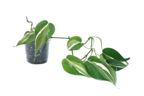 Philodendro Hederaceum Rio