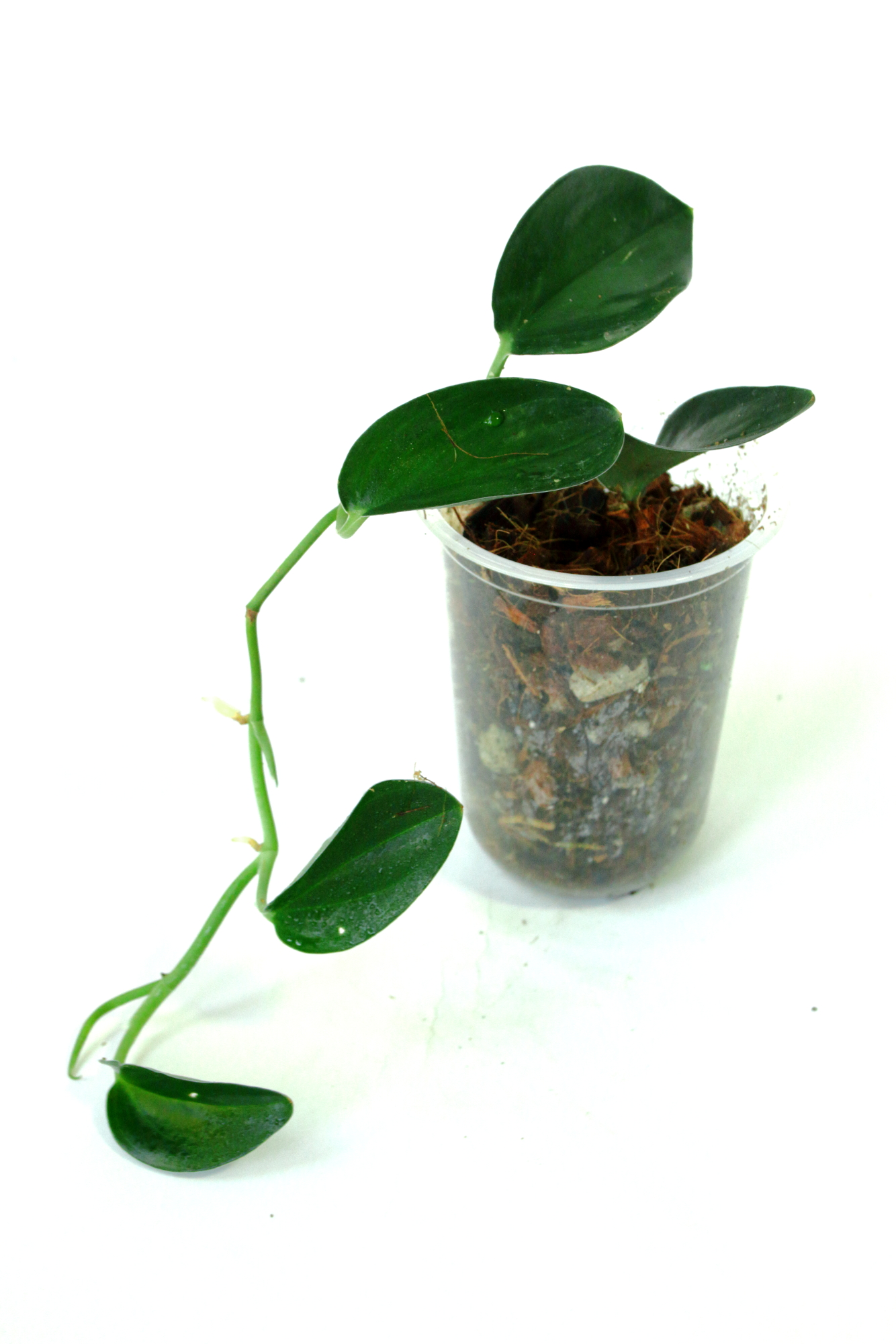 Scindapsus Treubii Dark Form