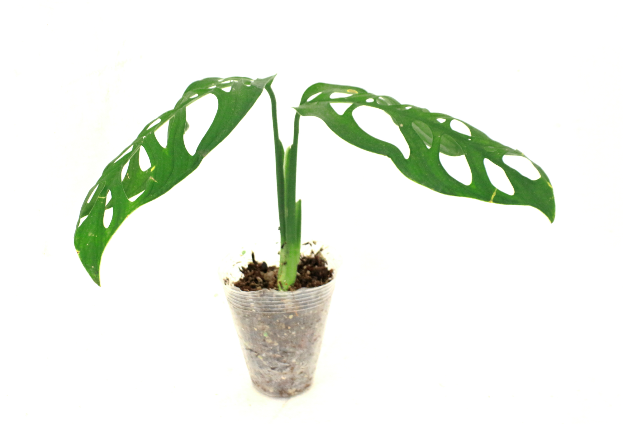 Monstera Epipremnoides Esqueleto