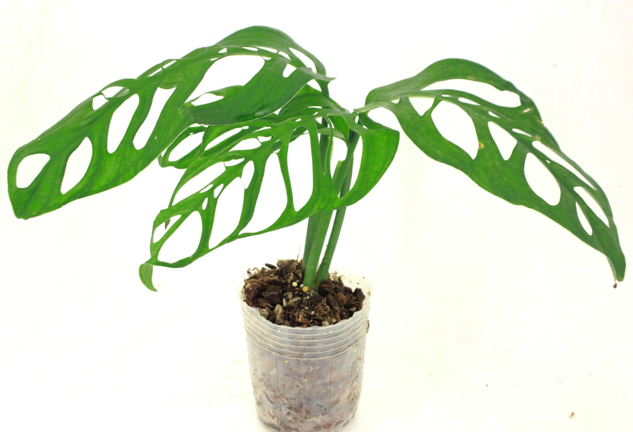 Monstera Epipremnoides Esqueleto