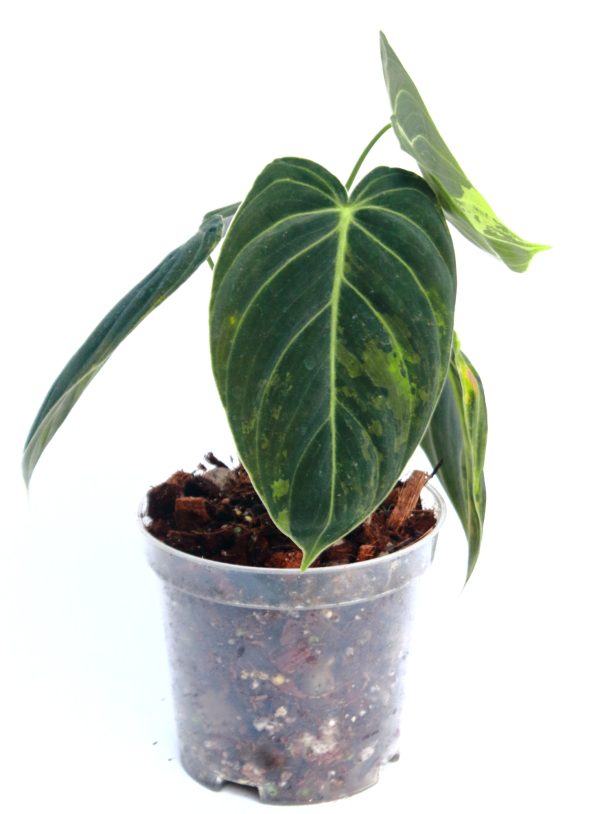 Philodendro Melanochrysum Variegado - Imagen 2