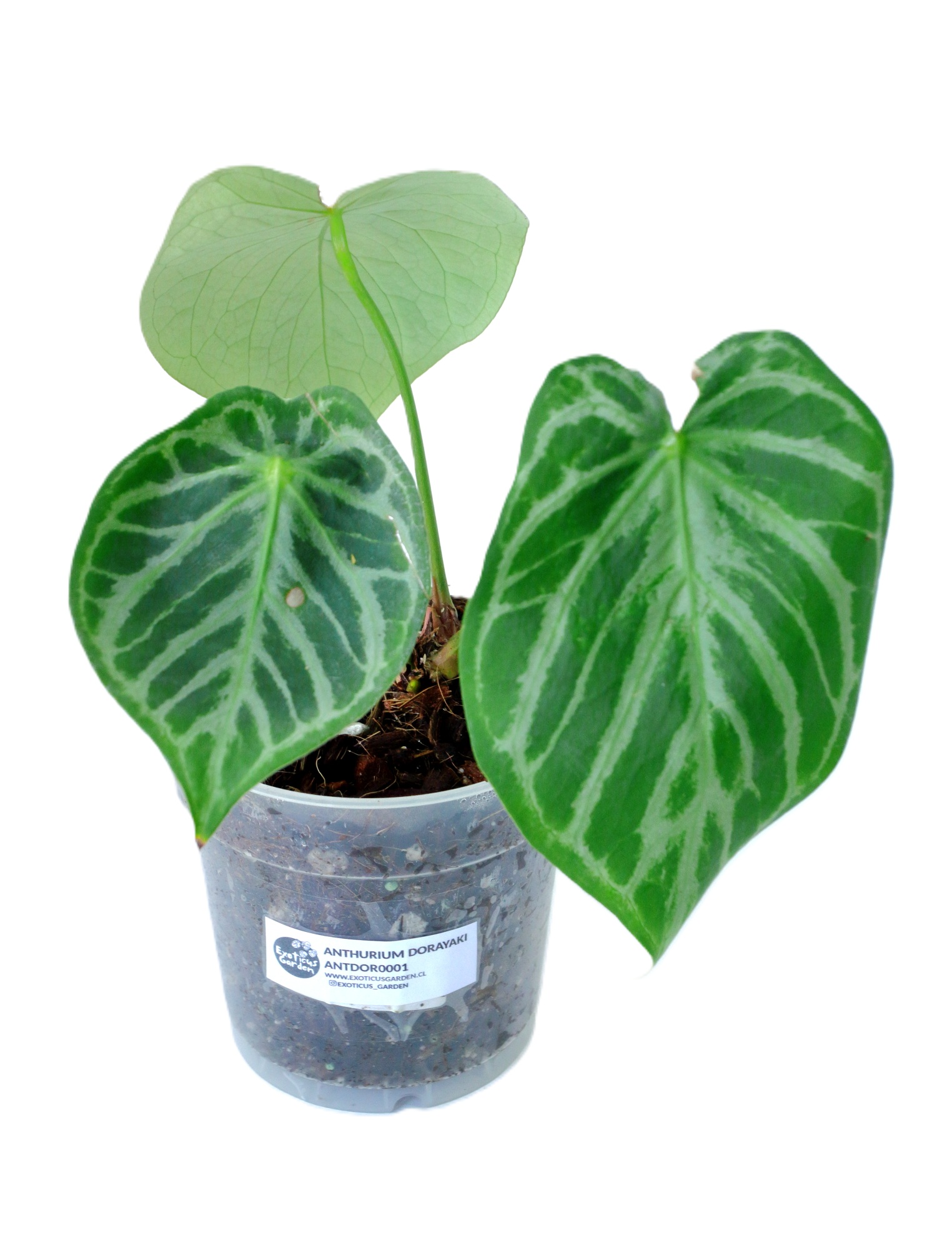 Anthurium Dorayaki x Silver Blush