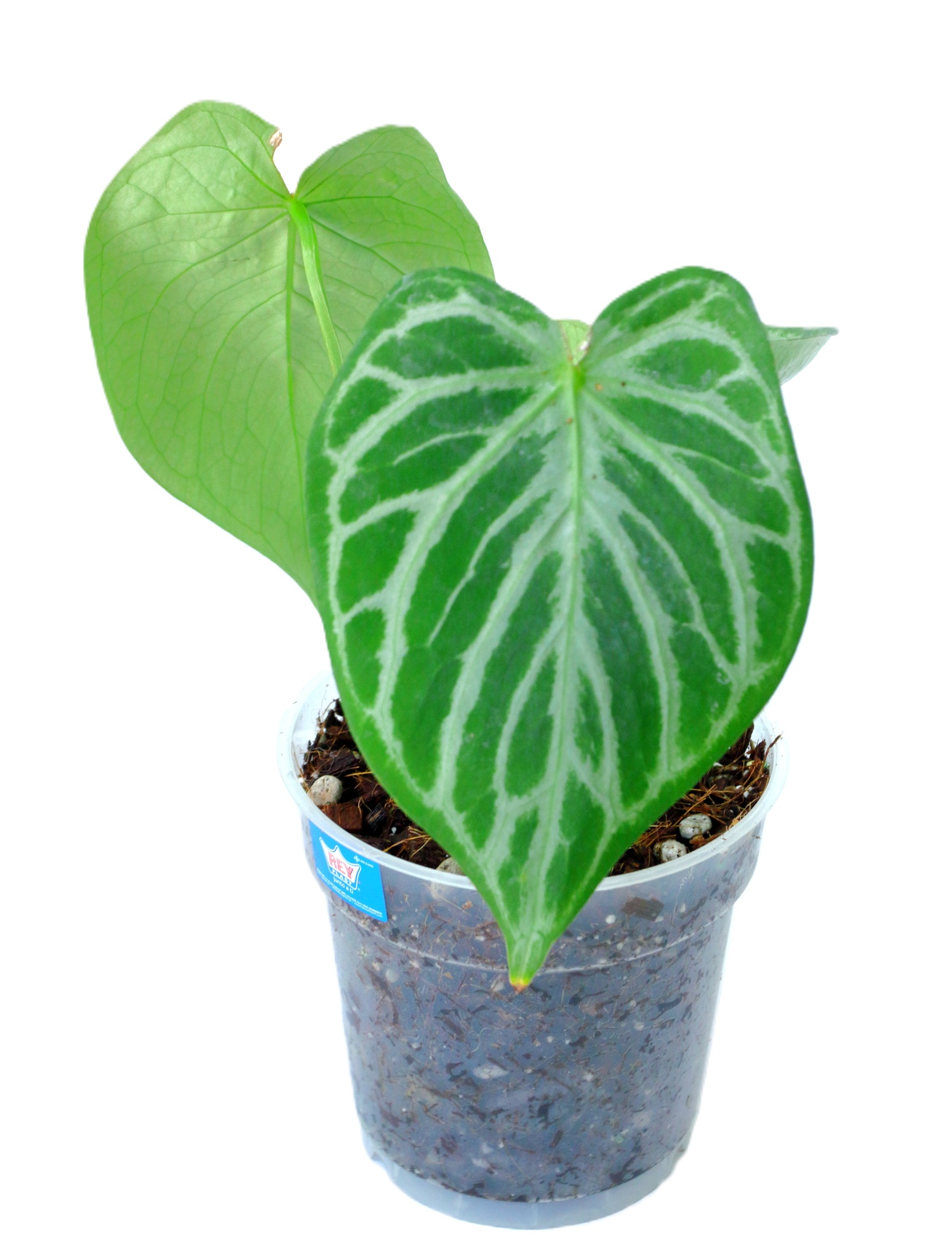 Anthurium Dorayaki x Silver Blush - Imagen 2