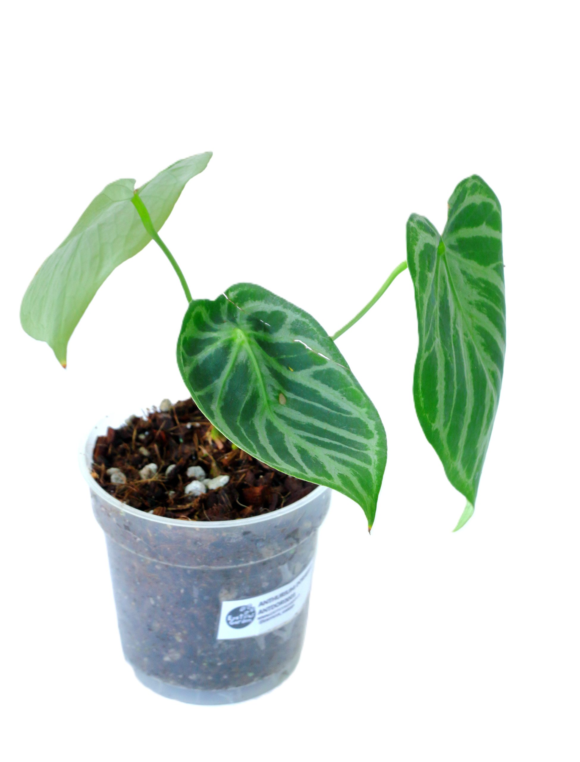 Anthurium Dorayaki x Silver Blush - Imagen 3