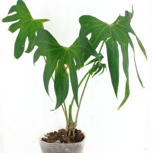 Anthurium Pedatoradiatum