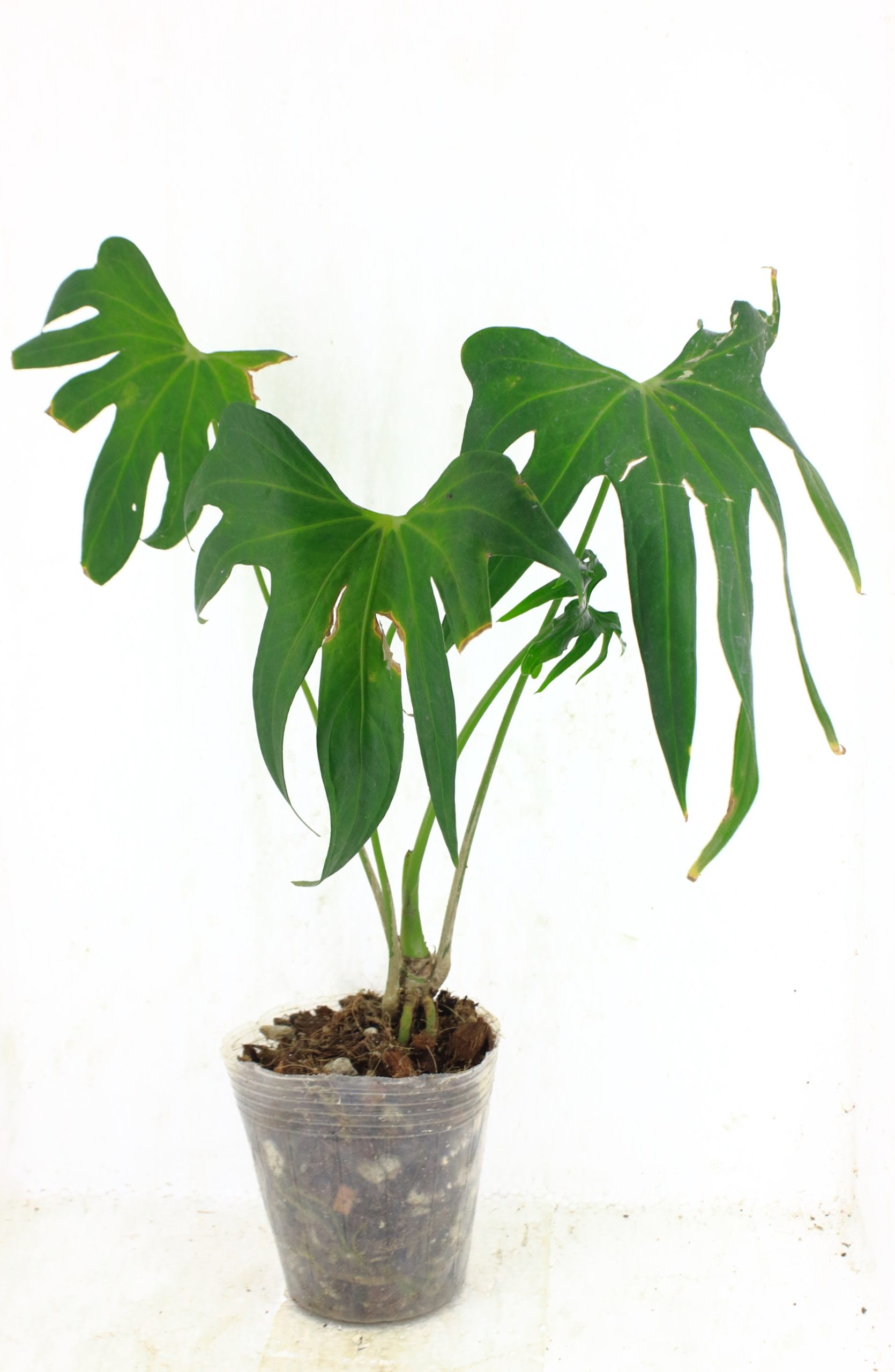 Anthurium Pedatoradiatum