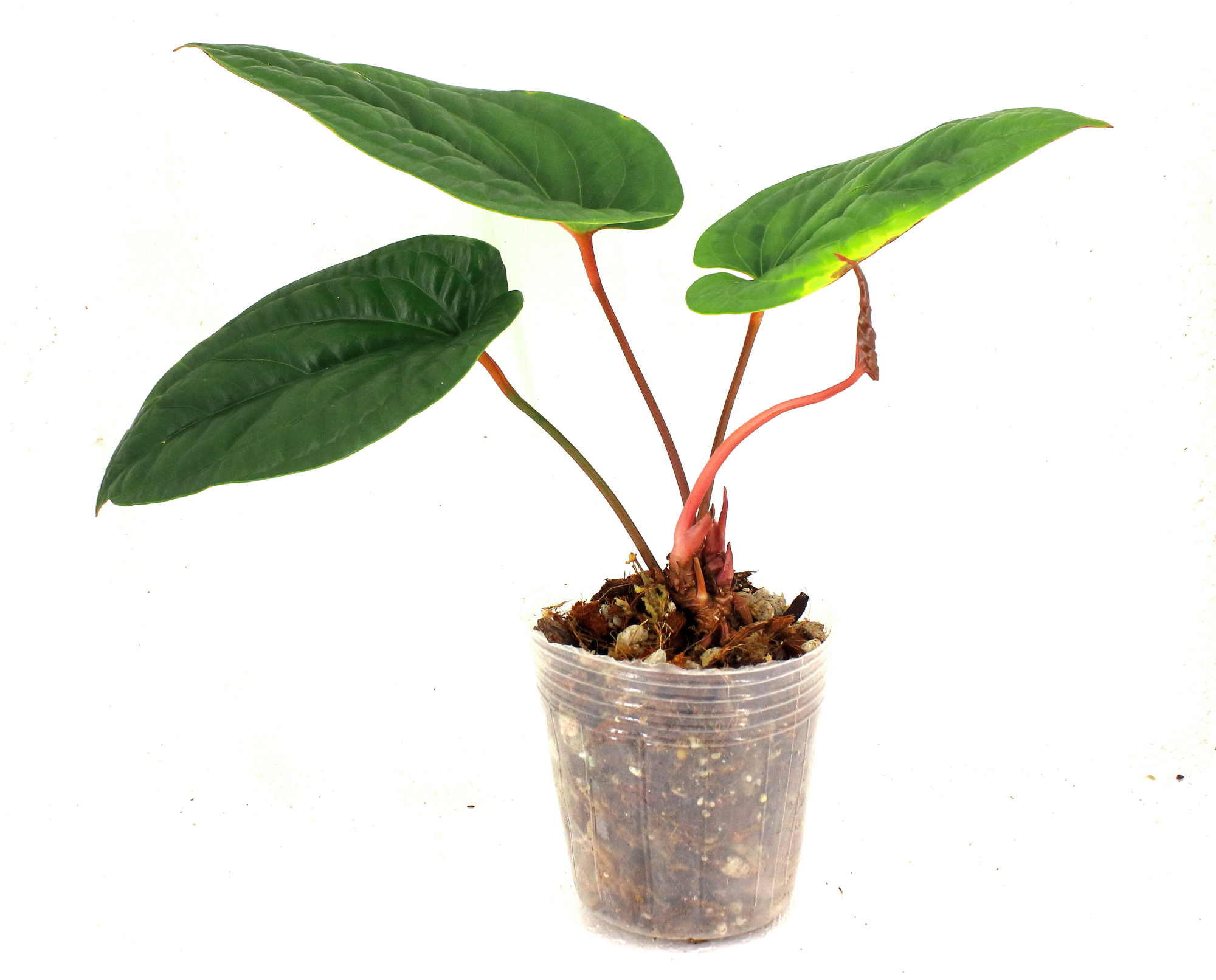 Anthurium Radicans