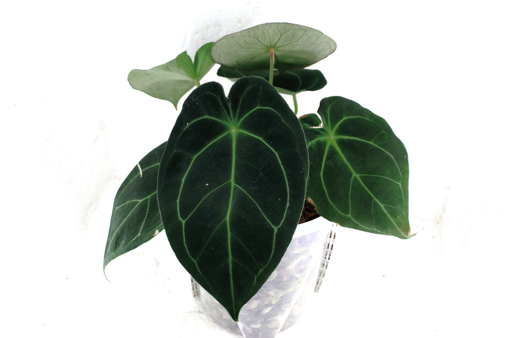 Anthurium Red Spider