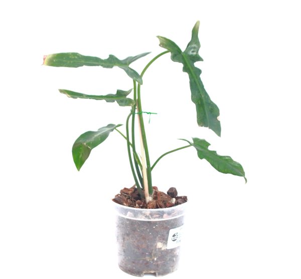 Philodendro Longilobatum