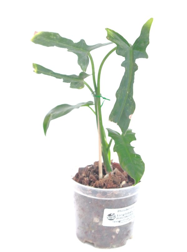 Philodendro Longilobatum - Imagen 2