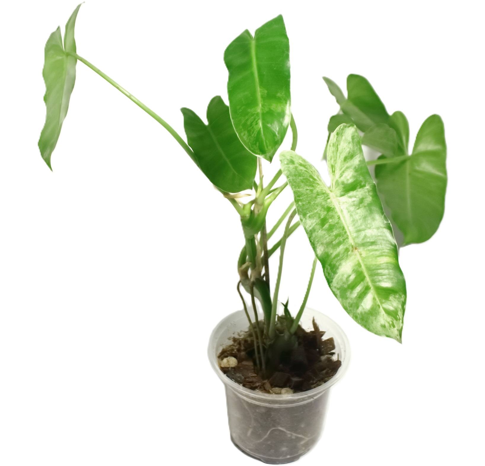 Philodendro Burle Marx Mint