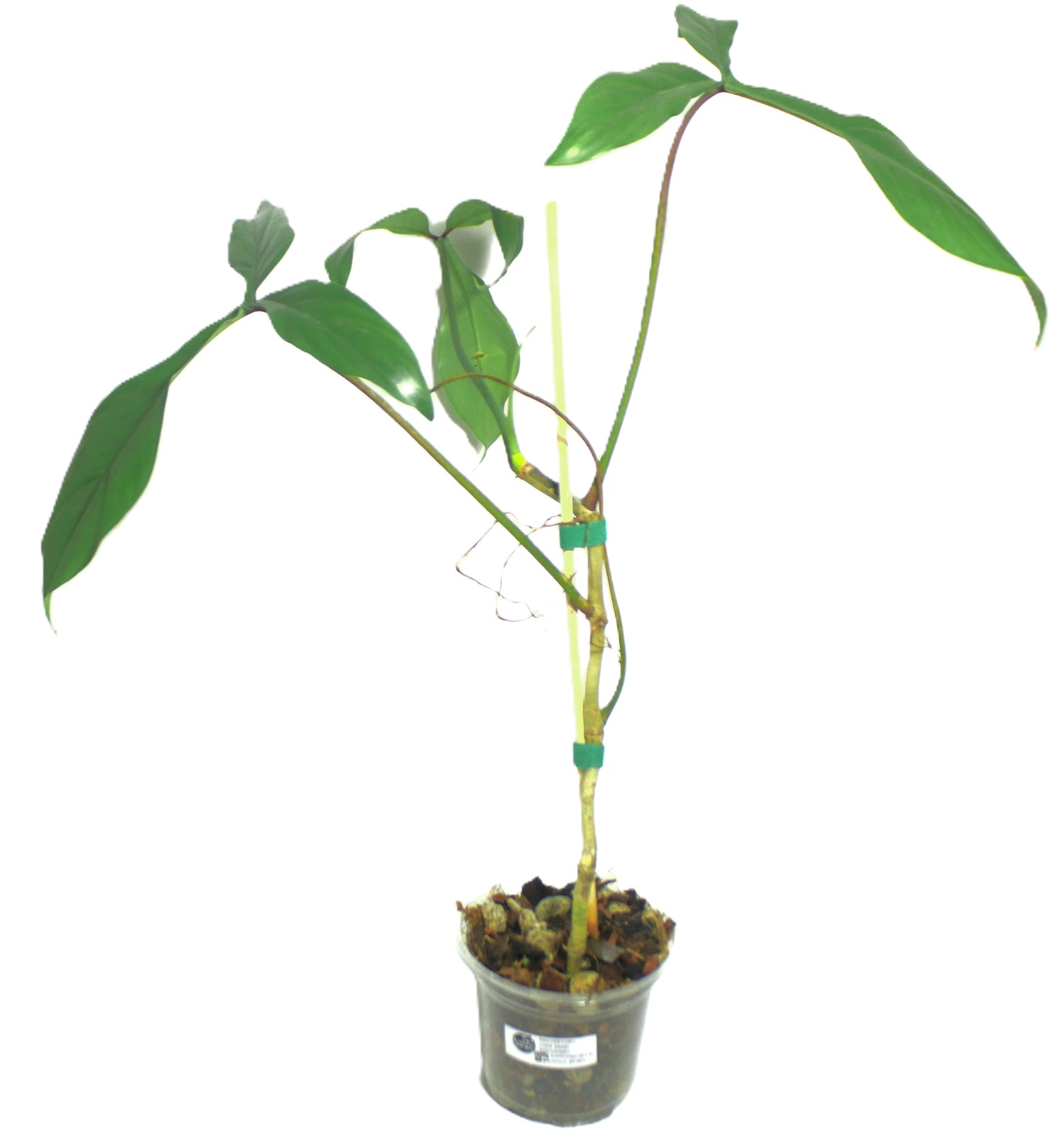 Philodendro Code 69686 - Imagen 4