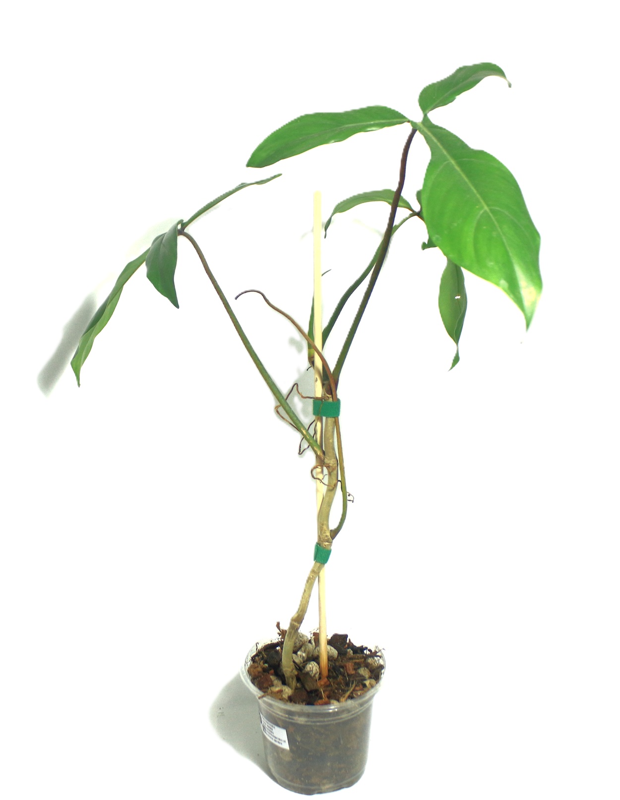 Philodendro Code 69686