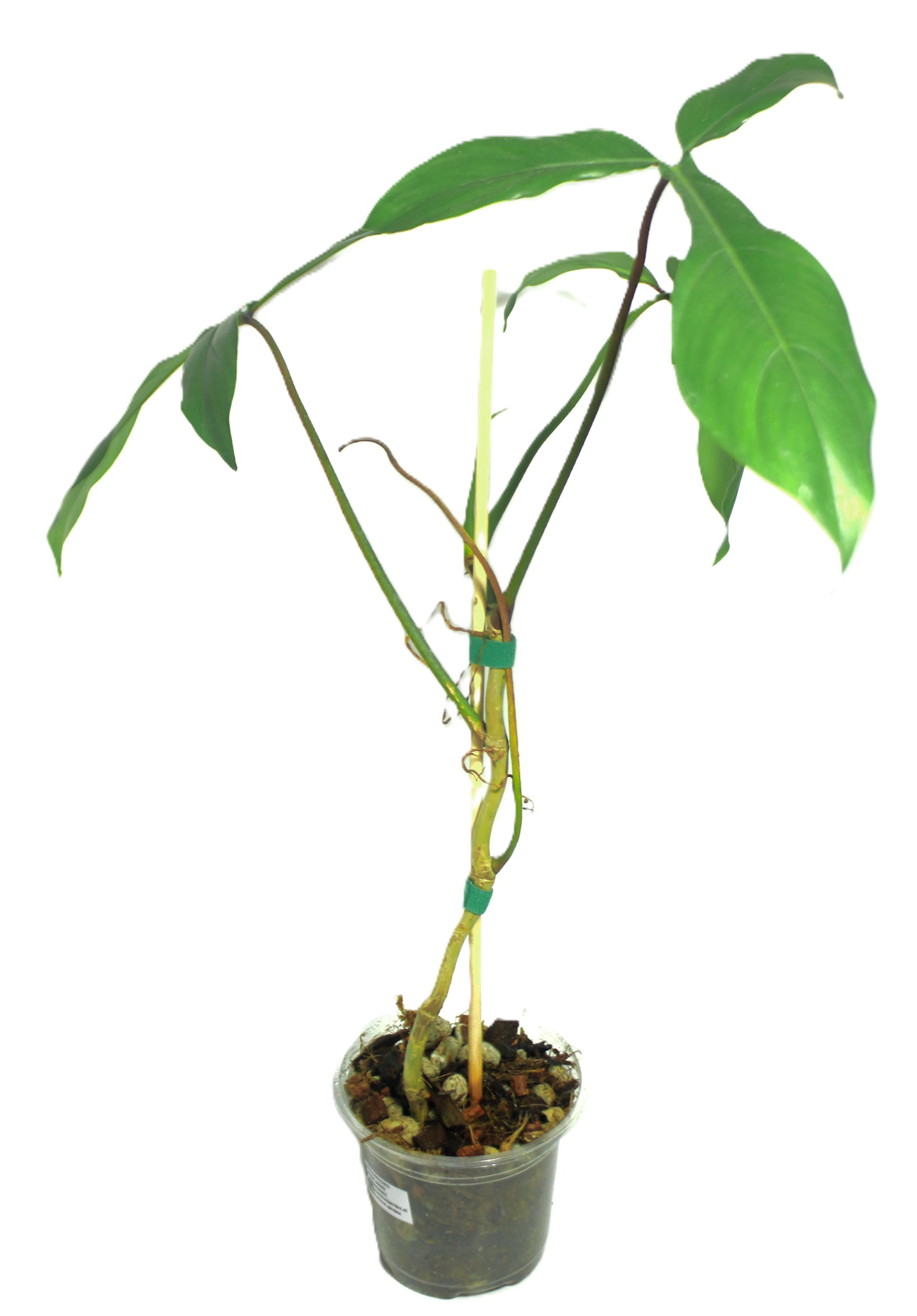 Philodendro Code 69686 - Imagen 3