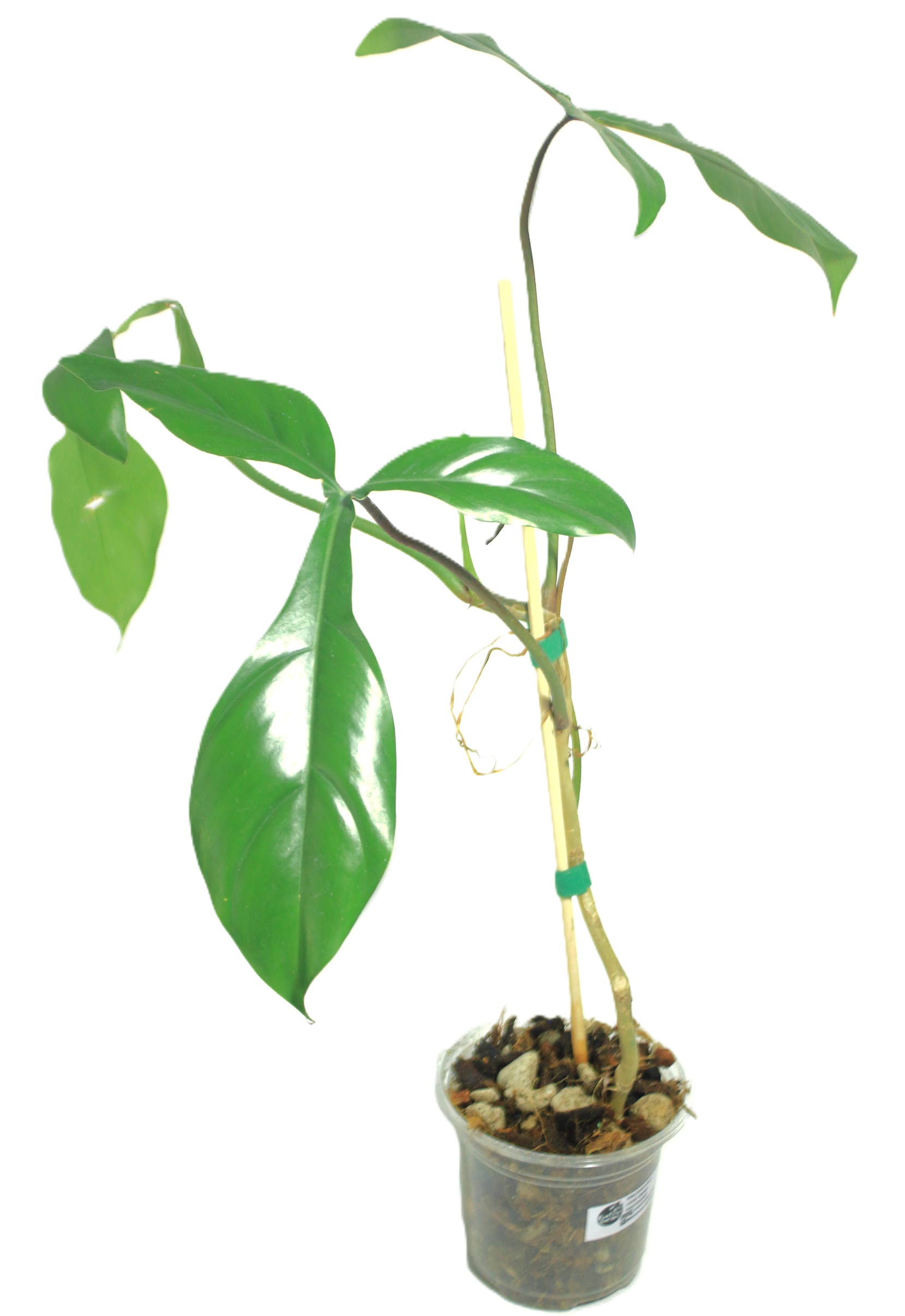 Philodendro Code 69686 - Imagen 2