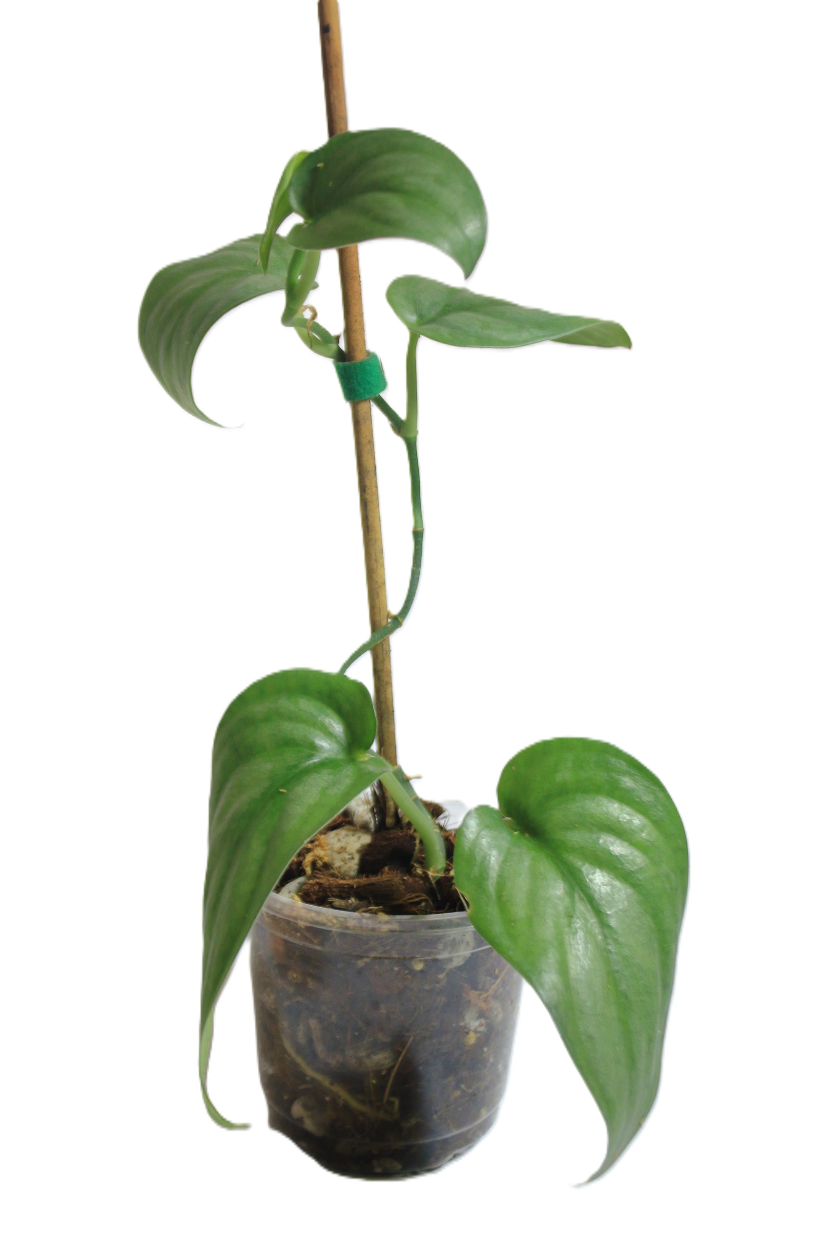 Scindapsus Treubii Platinum