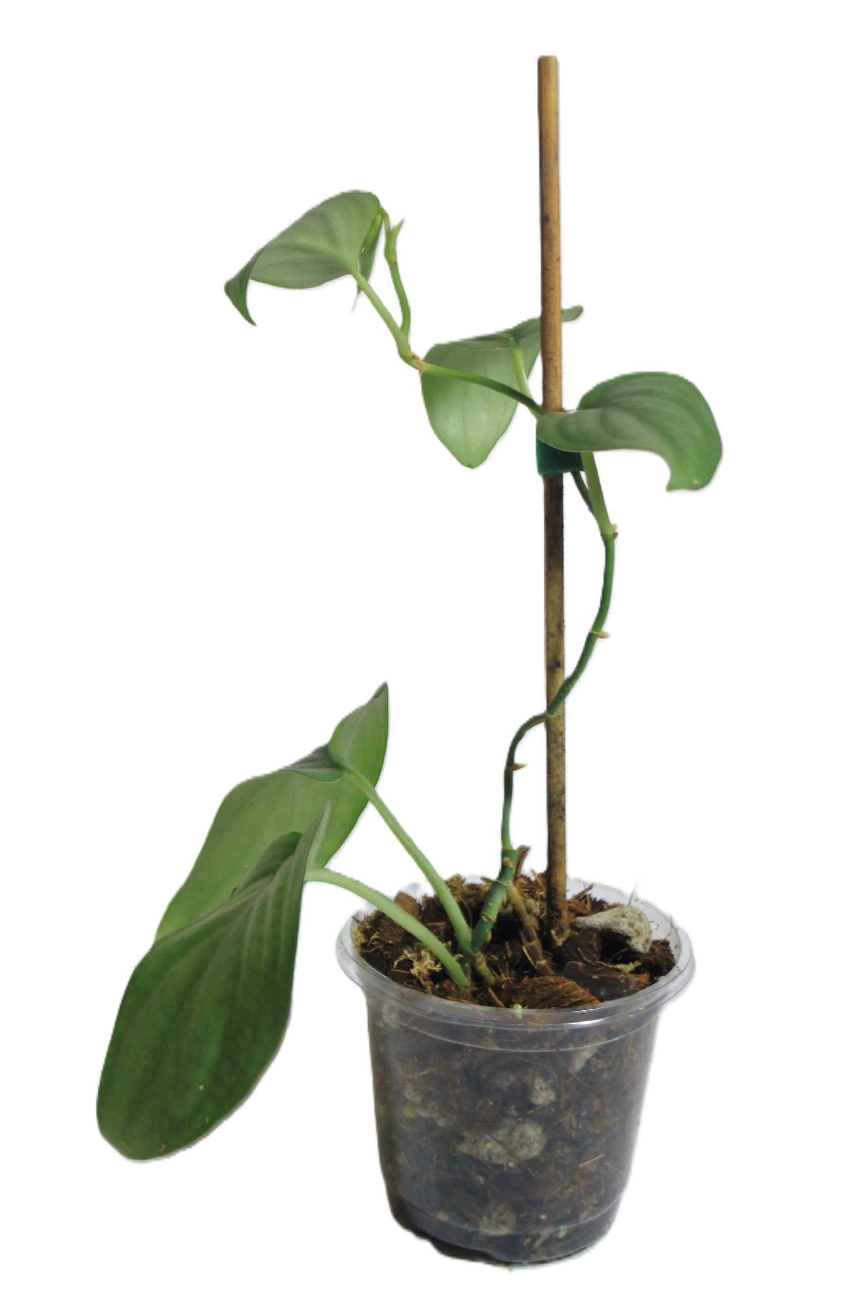 Scindapsus Treubii Platinum - Imagen 2