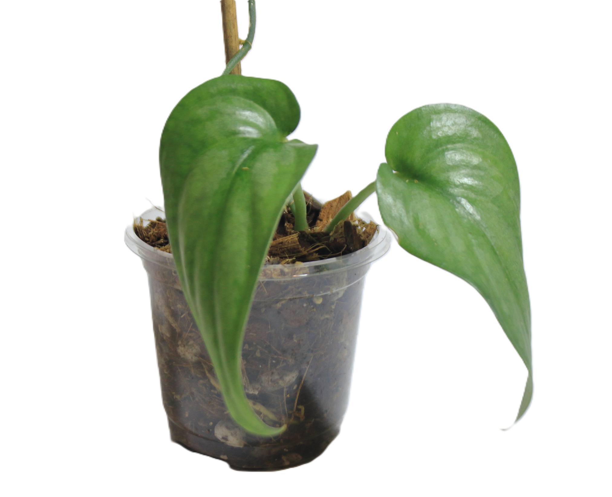 Scindapsus Treubii Platinum - Imagen 3