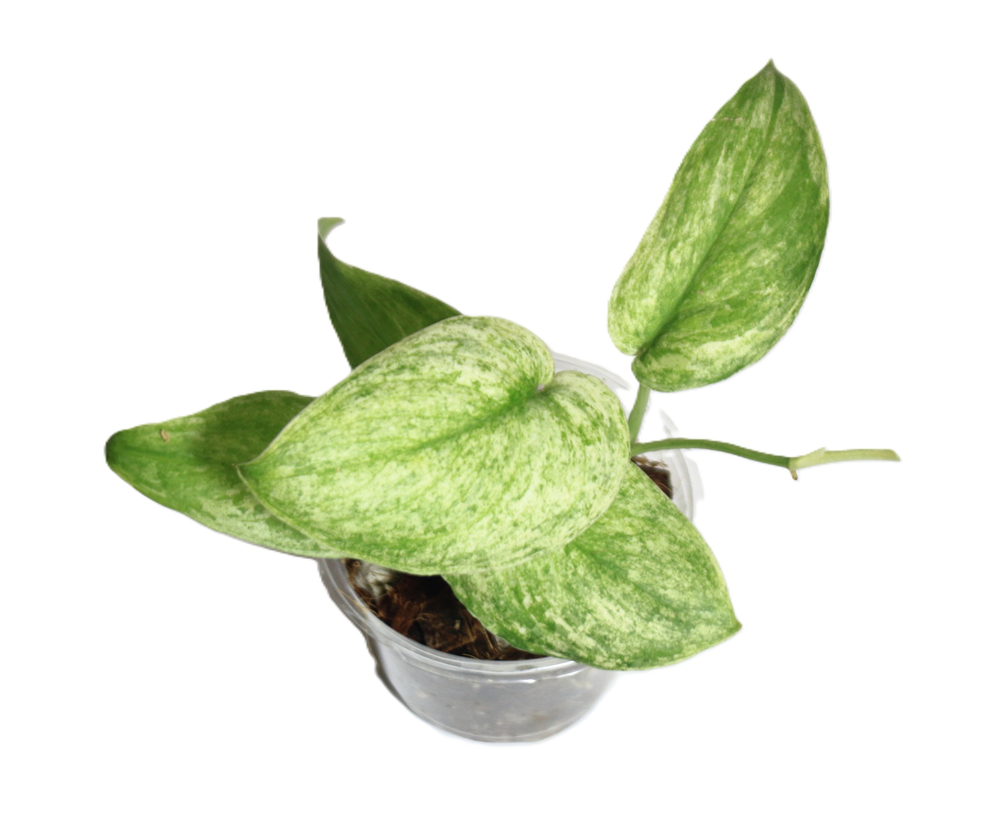 Scindapsus Silver Splash Variegado