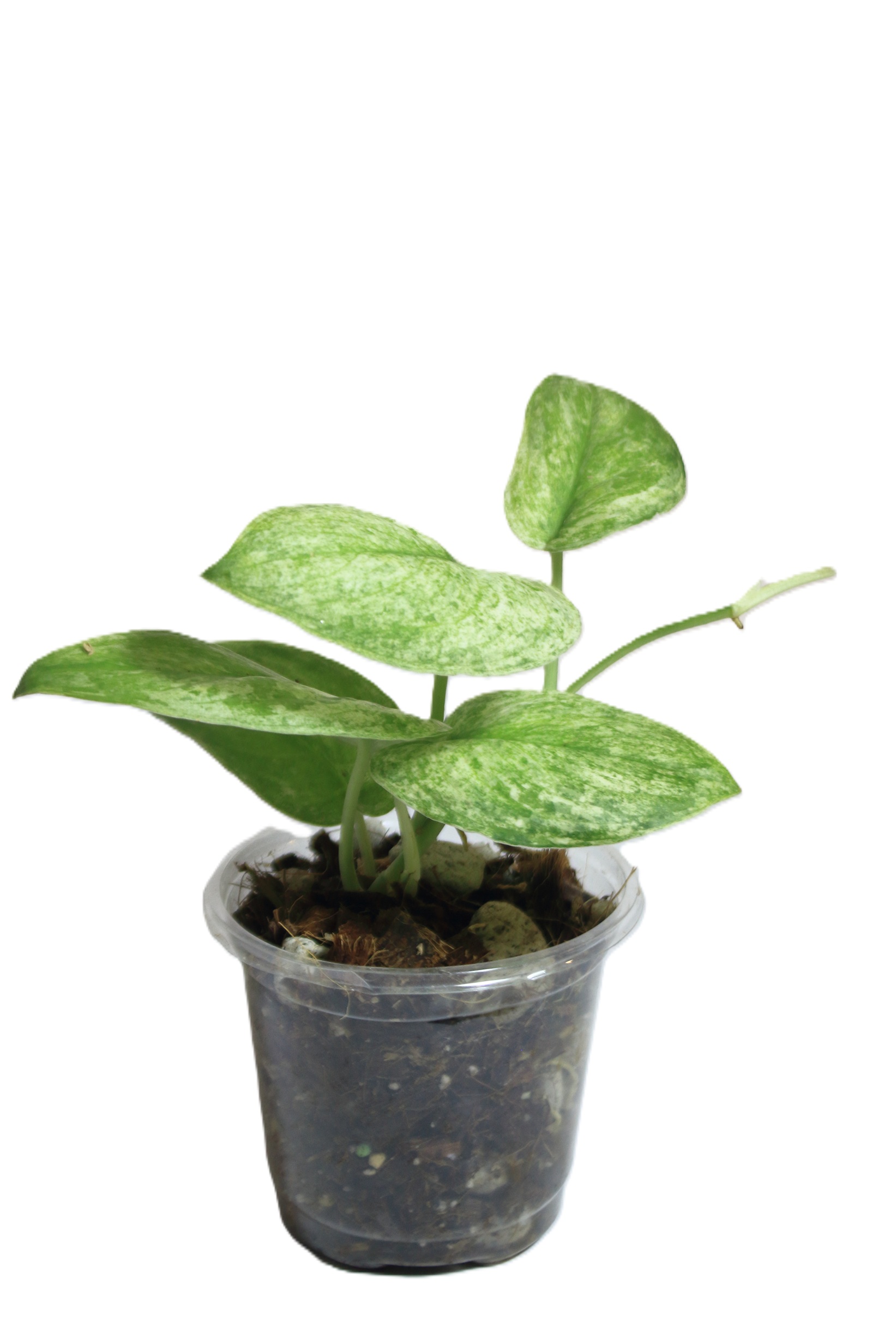 Scindapsus Silver Splash Variegado - Imagen 5