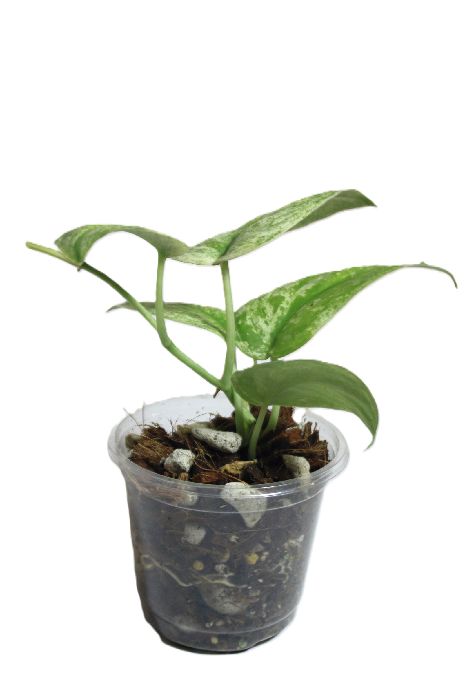 Scindapsus Silver Splash Variegado - Imagen 4