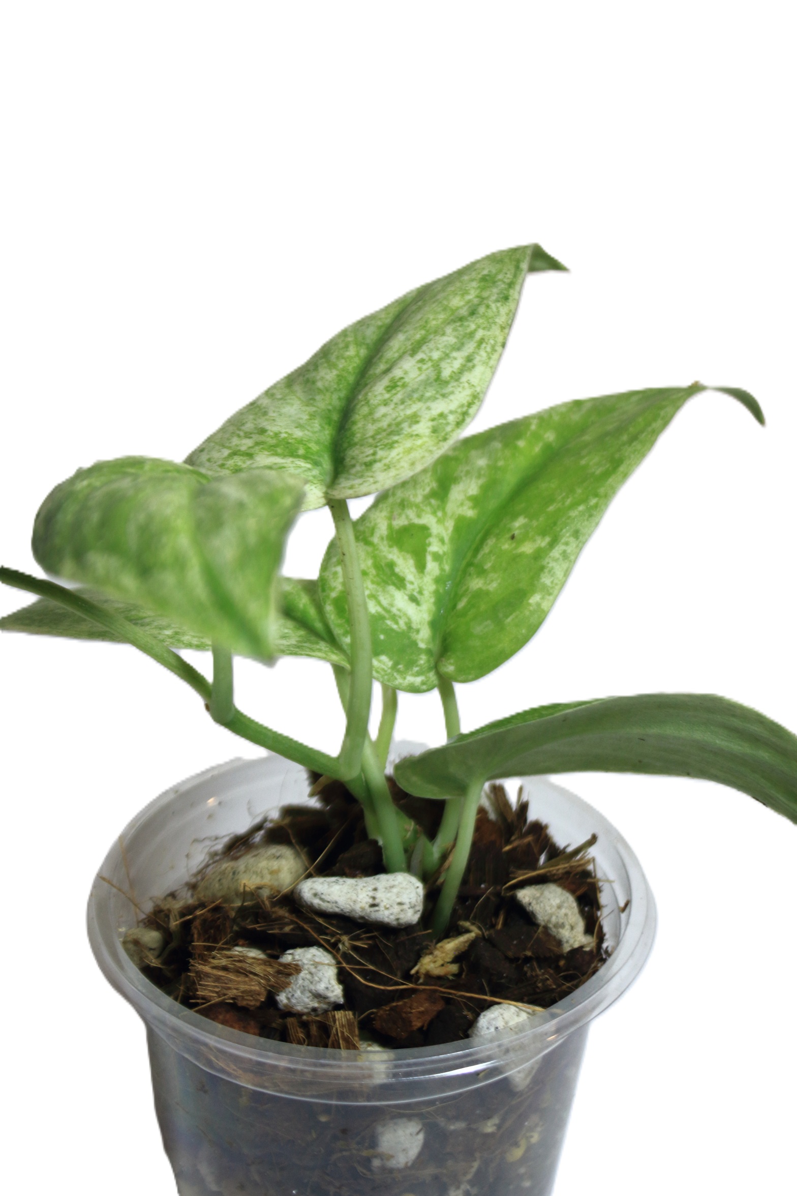 Scindapsus Silver Splash Variegado - Imagen 3