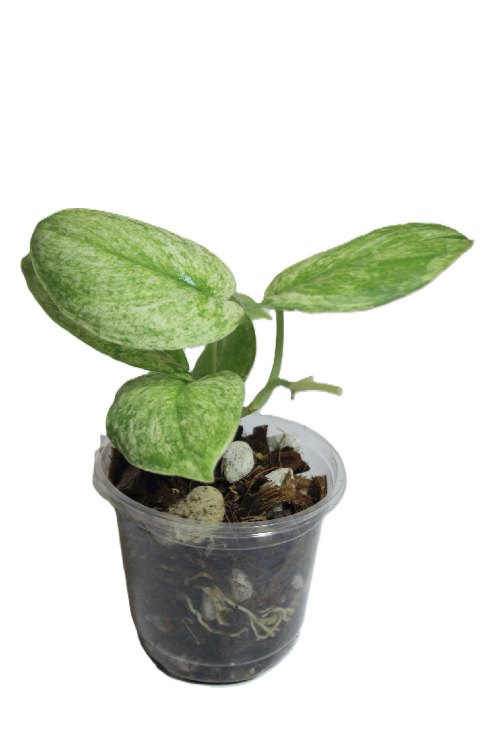 Scindapsus Silver Splash Variegado - Imagen 2