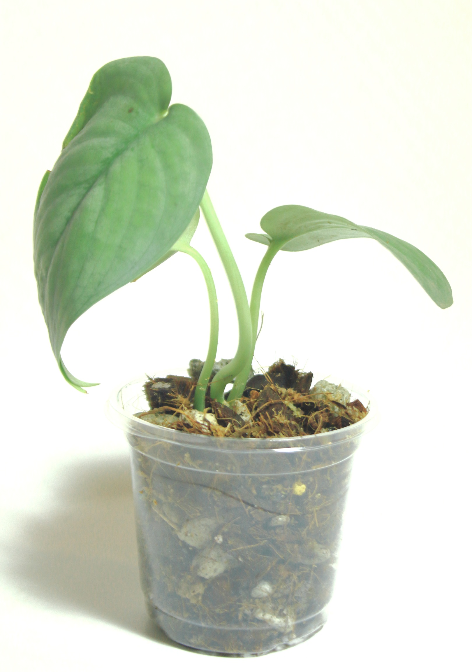 Scindapsus Tattoo - Imagen 3