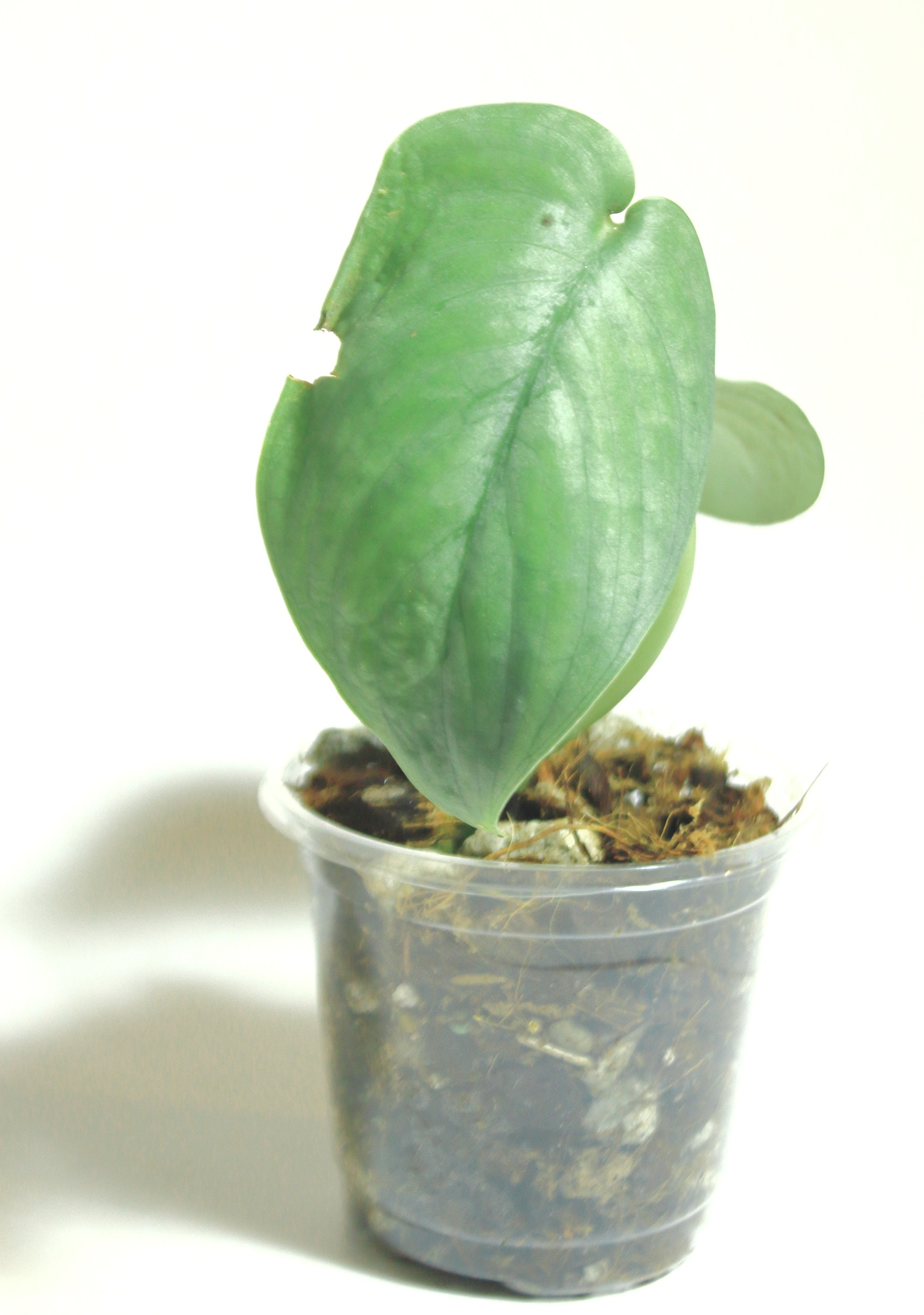 Scindapsus Tattoo - Imagen 2