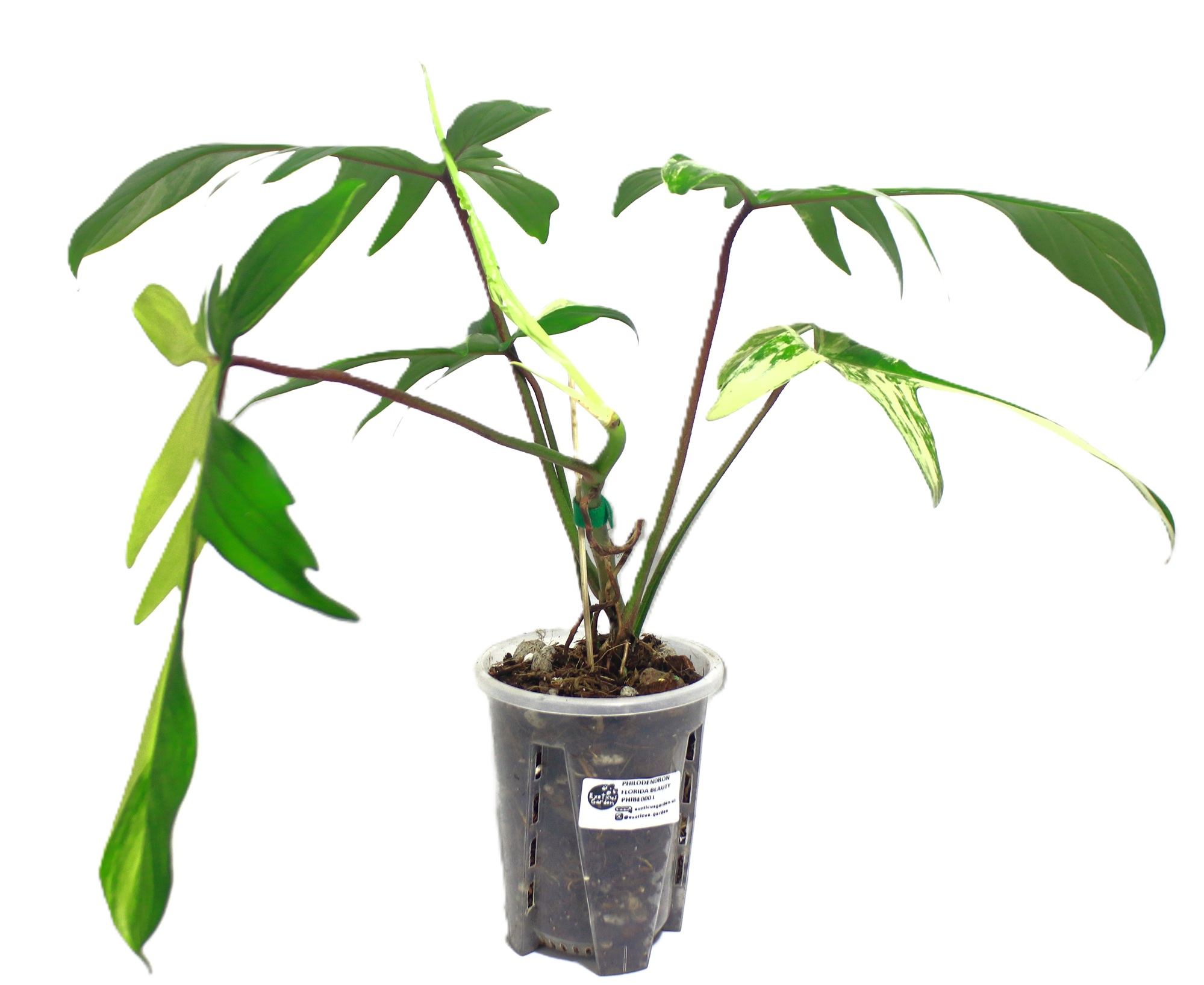 Philodendro Florida Beauty